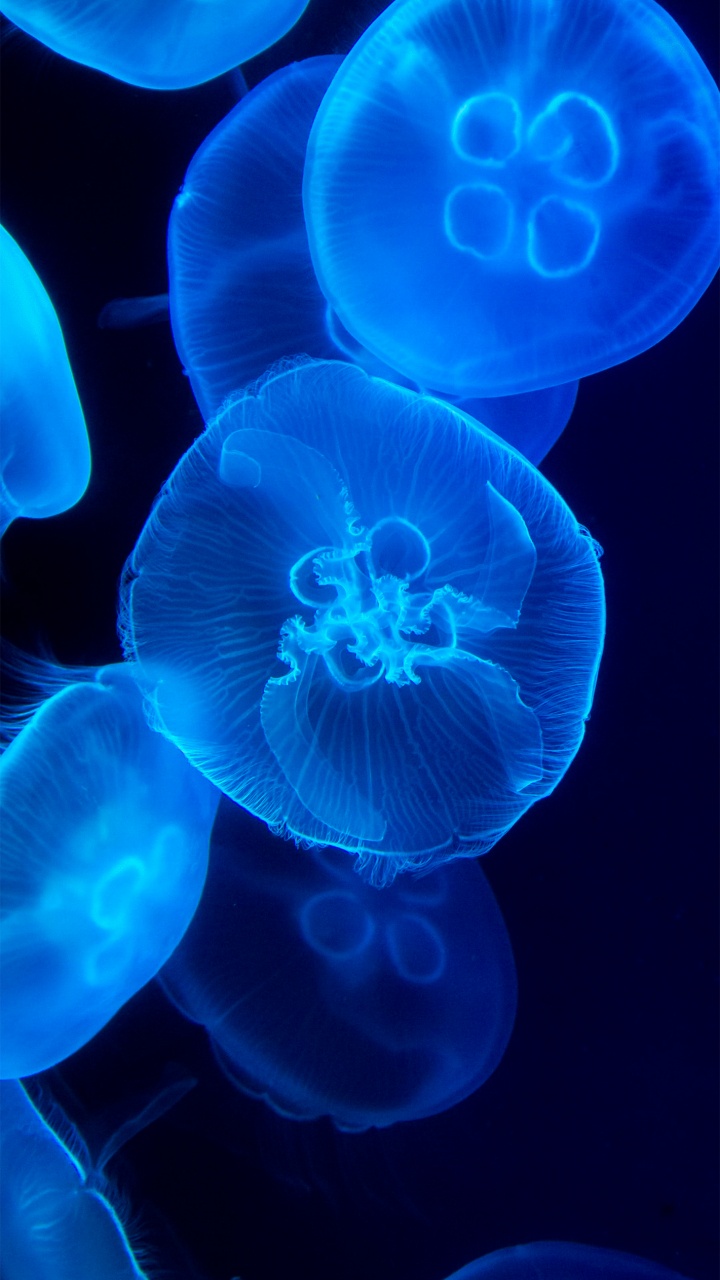 Jellyfish, Marine Biology, Cnidaria, Marine Invertebrates, Bioluminescence. Wallpaper in 720x1280 Resolution