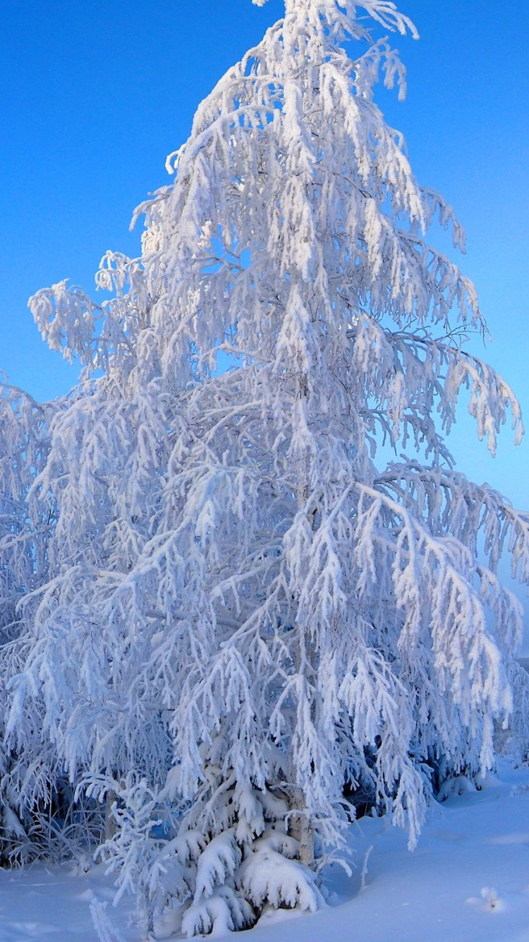 Arbres Couverts de Neige Pendant la Journée. Wallpaper in 750x1334 Resolution