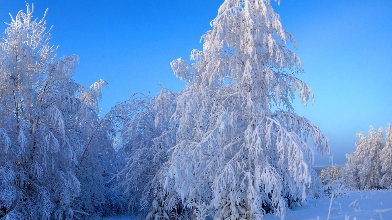 Snow Covered Trees During Daytime. Wallpaper in 1366x768 Resolution