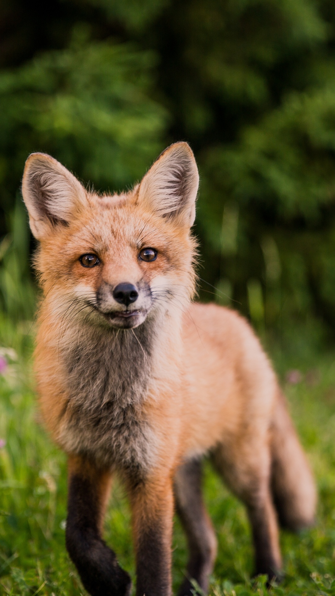 Brown Fox on Green Grass During Daytime. Wallpaper in 1080x1920 Resolution