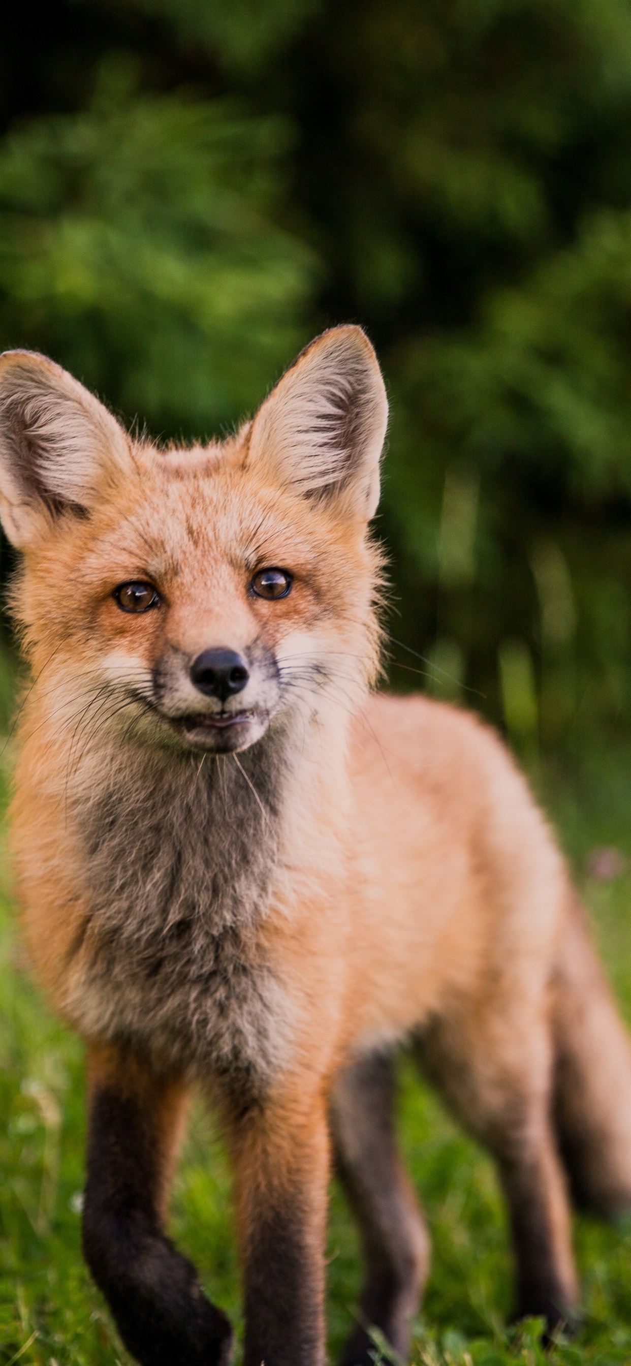 Renard Brun Sur L'herbe Verte Pendant la Journée. Wallpaper in 1242x2688 Resolution