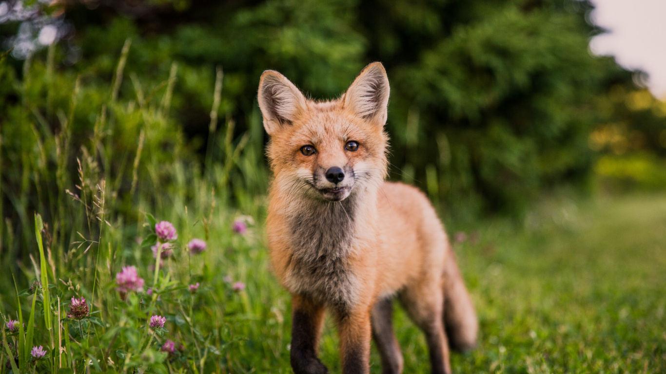 Brauner Fuchs Auf Grünem Gras Tagsüber. Wallpaper in 1366x768 Resolution