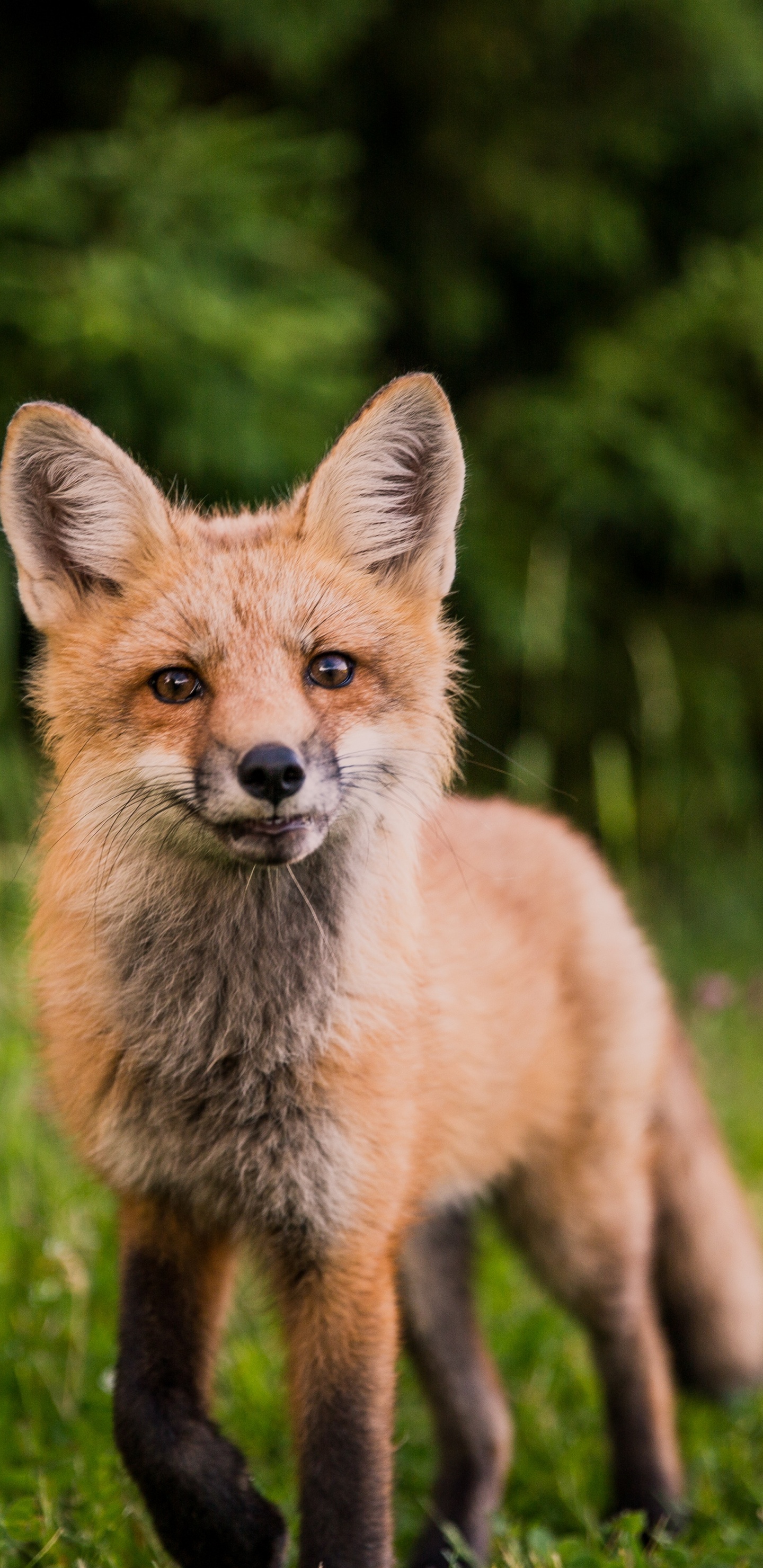 Brauner Fuchs Auf Grünem Gras Tagsüber. Wallpaper in 1440x2960 Resolution