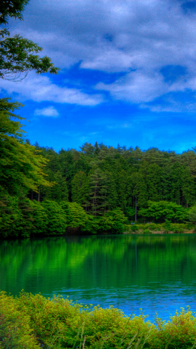 Árboles Verdes y Rojos Junto al Río Bajo un Cielo Azul. Wallpaper in 750x1334 Resolution