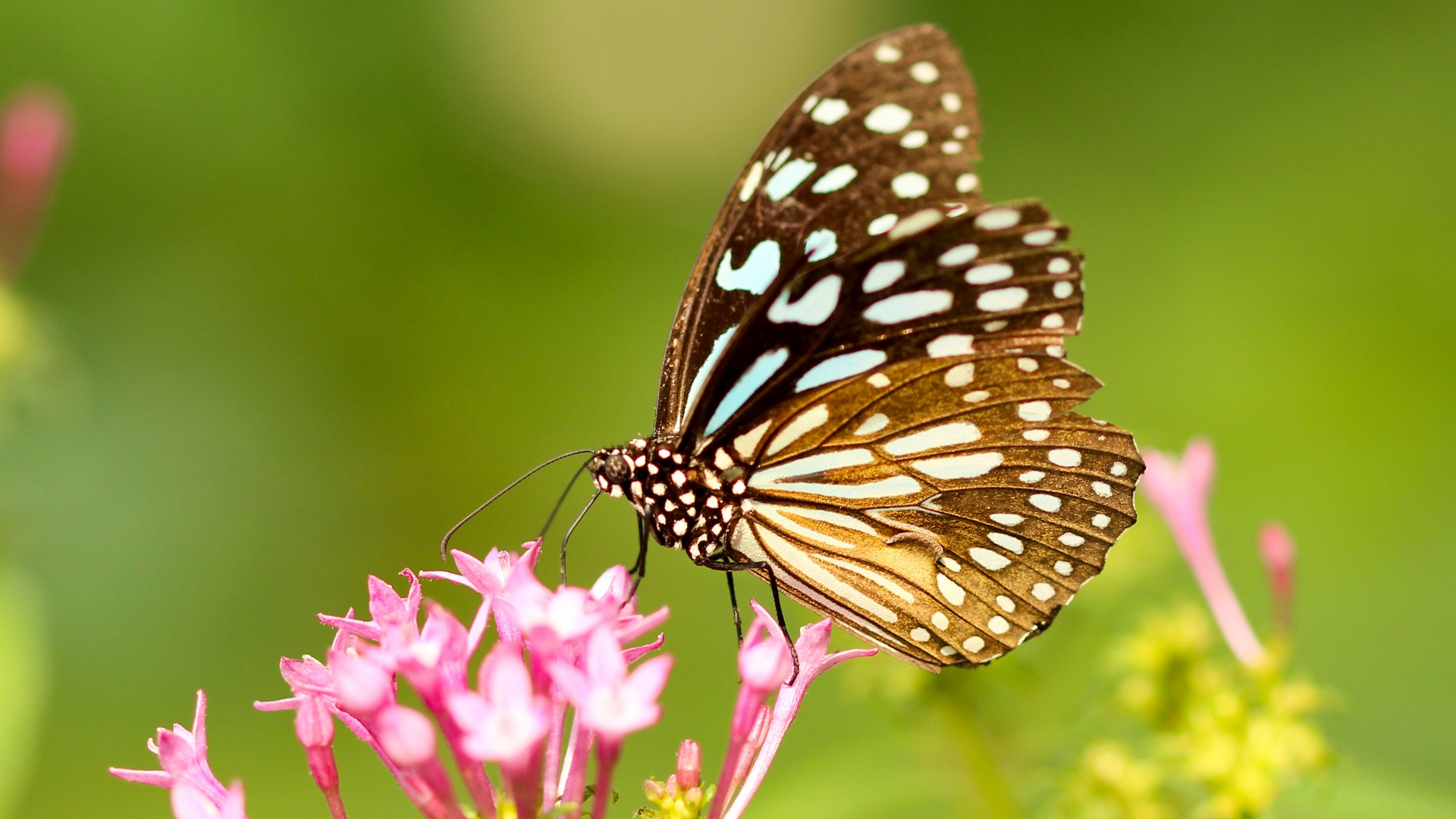 Schwarz-Weiß-Schmetterling Thront Auf Rosa Blume in Nahaufnahme Während Des Tages. Wallpaper in 1920x1080 Resolution