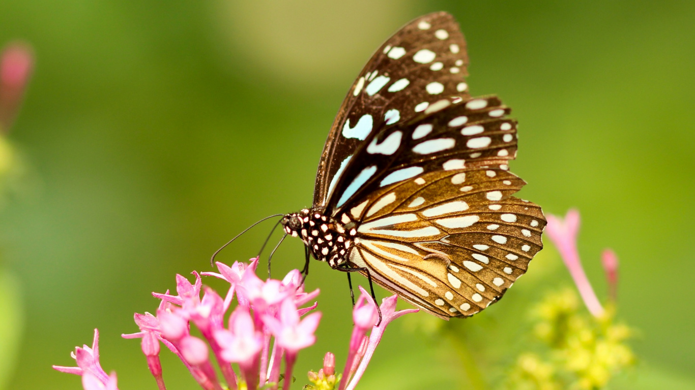 Black and White Butterfly Perched on Pink Flower in Close up Photography During Daytime. Wallpaper in 1366x768 Resolution