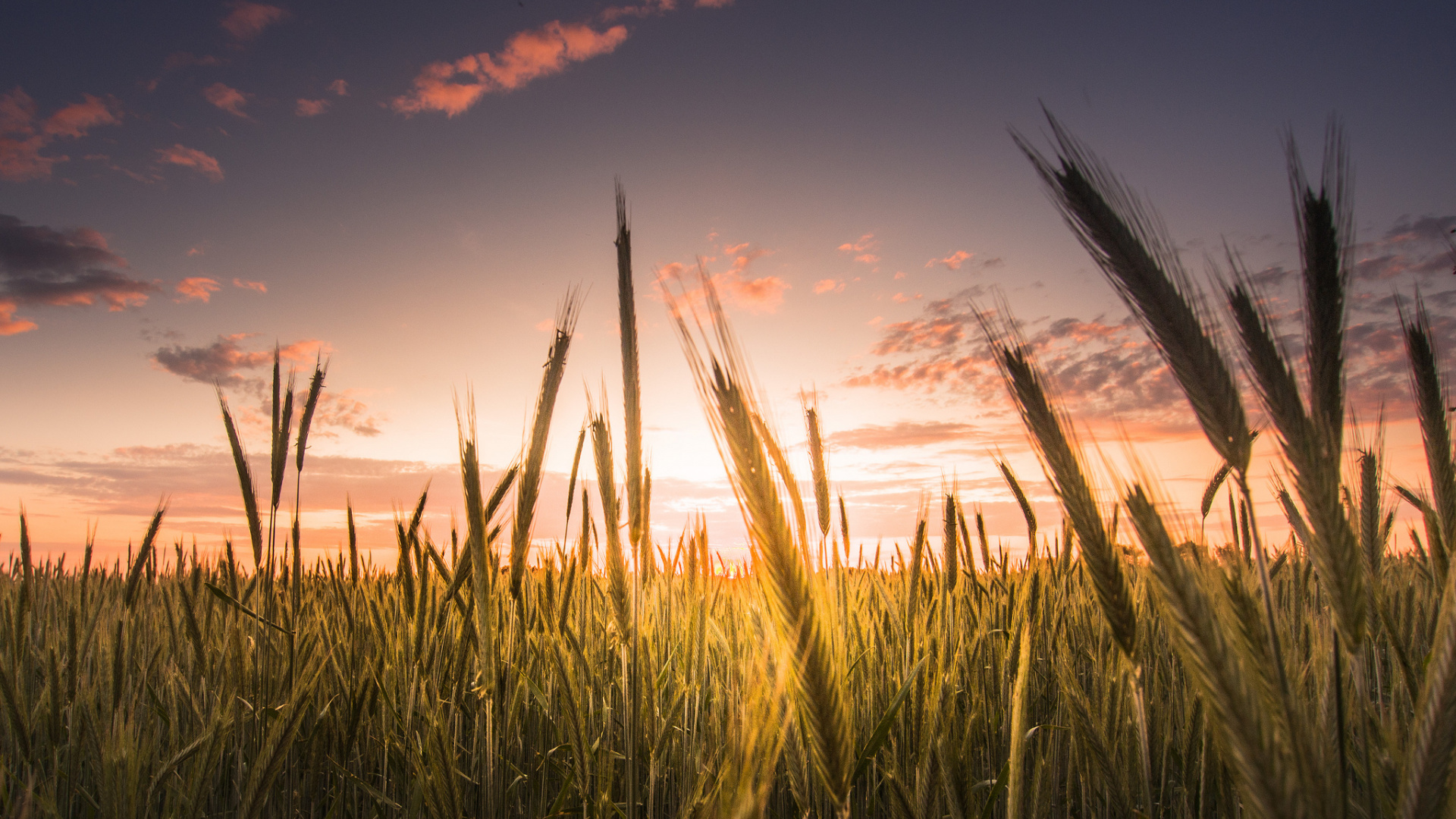 Green Grass Field During Sunset. Wallpaper in 1920x1080 Resolution