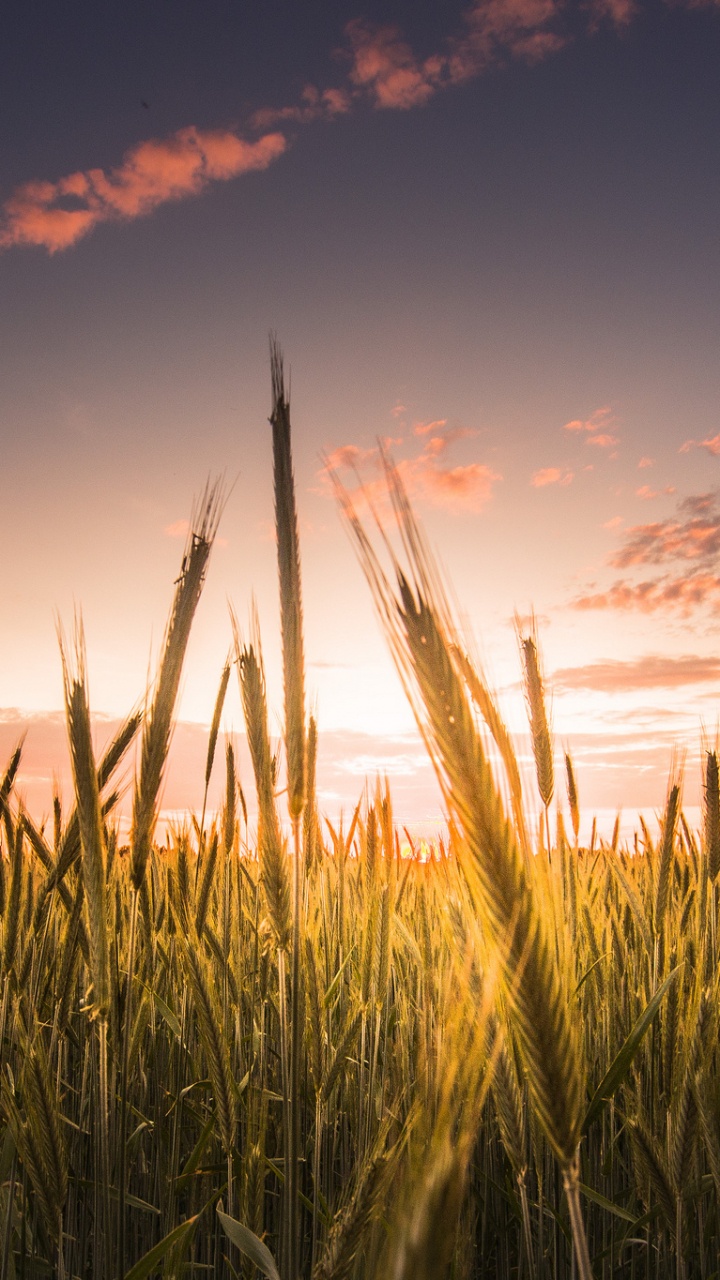 Green Grass Field During Sunset. Wallpaper in 720x1280 Resolution