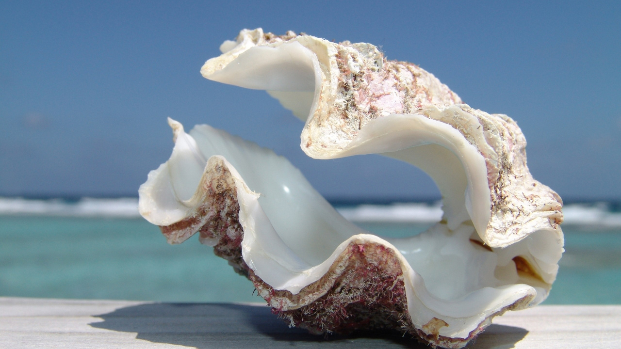 White and Brown Ceramic Swan Figurine. Wallpaper in 1280x720 Resolution