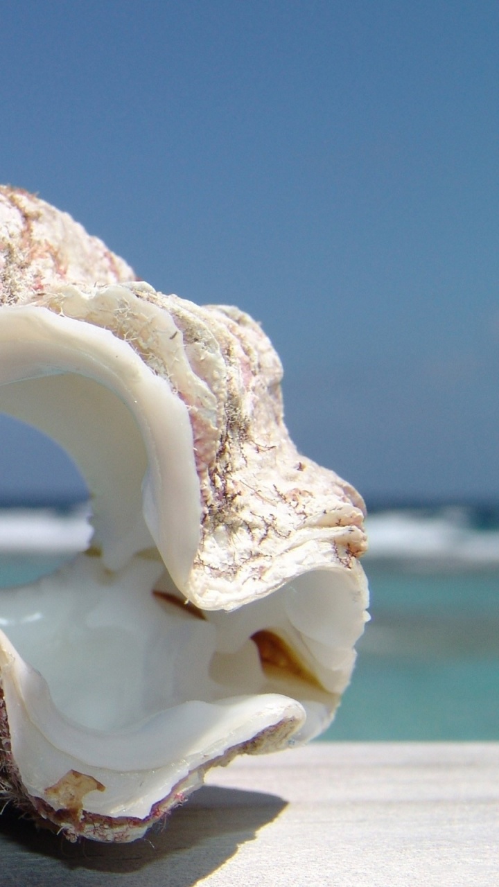 White and Brown Ceramic Swan Figurine. Wallpaper in 720x1280 Resolution