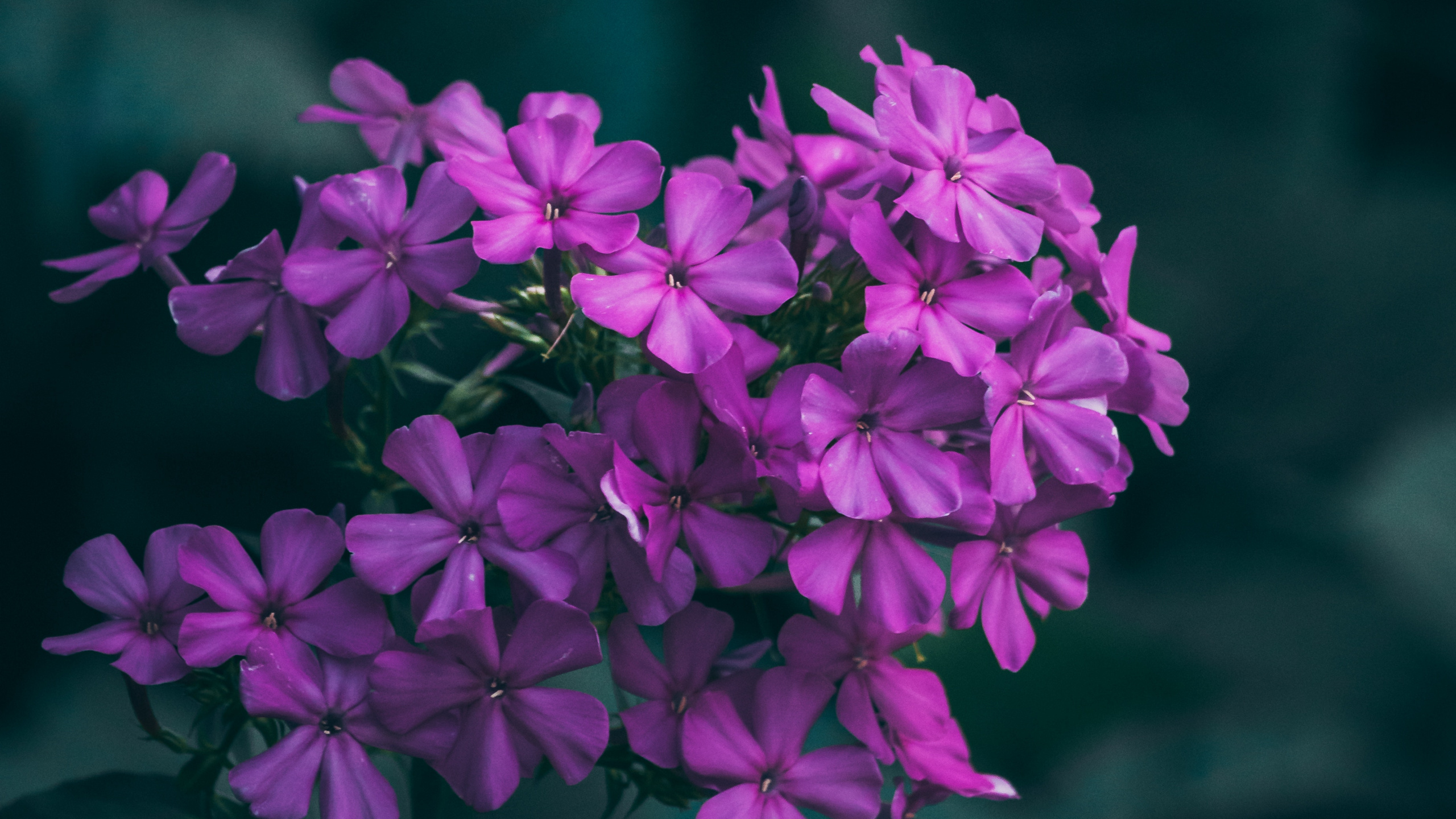 Purple Flowers in Tilt Shift Lens. Wallpaper in 2560x1440 Resolution