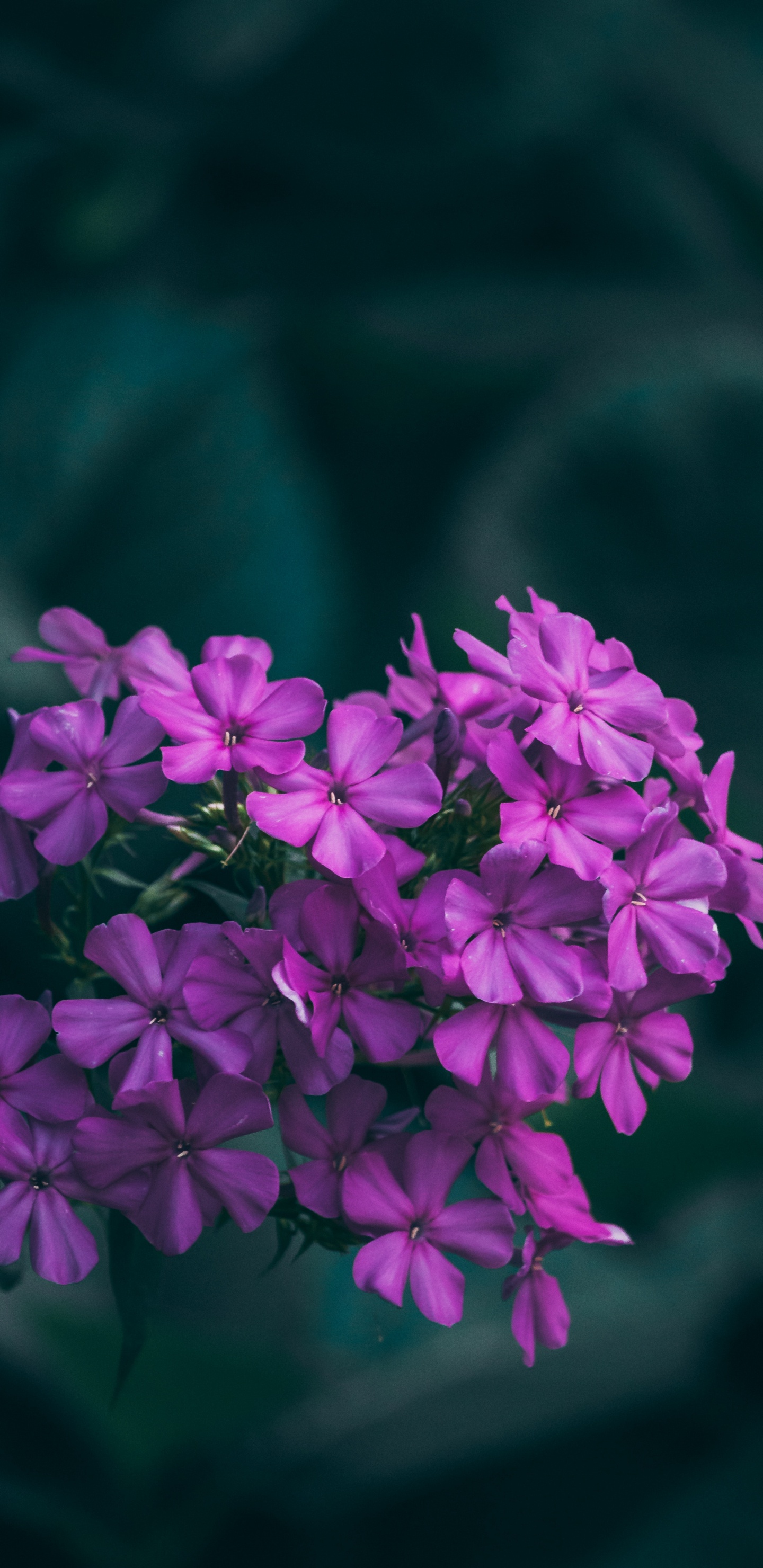 Flores Moradas en Lente de Cambio de Inclinación. Wallpaper in 1440x2960 Resolution