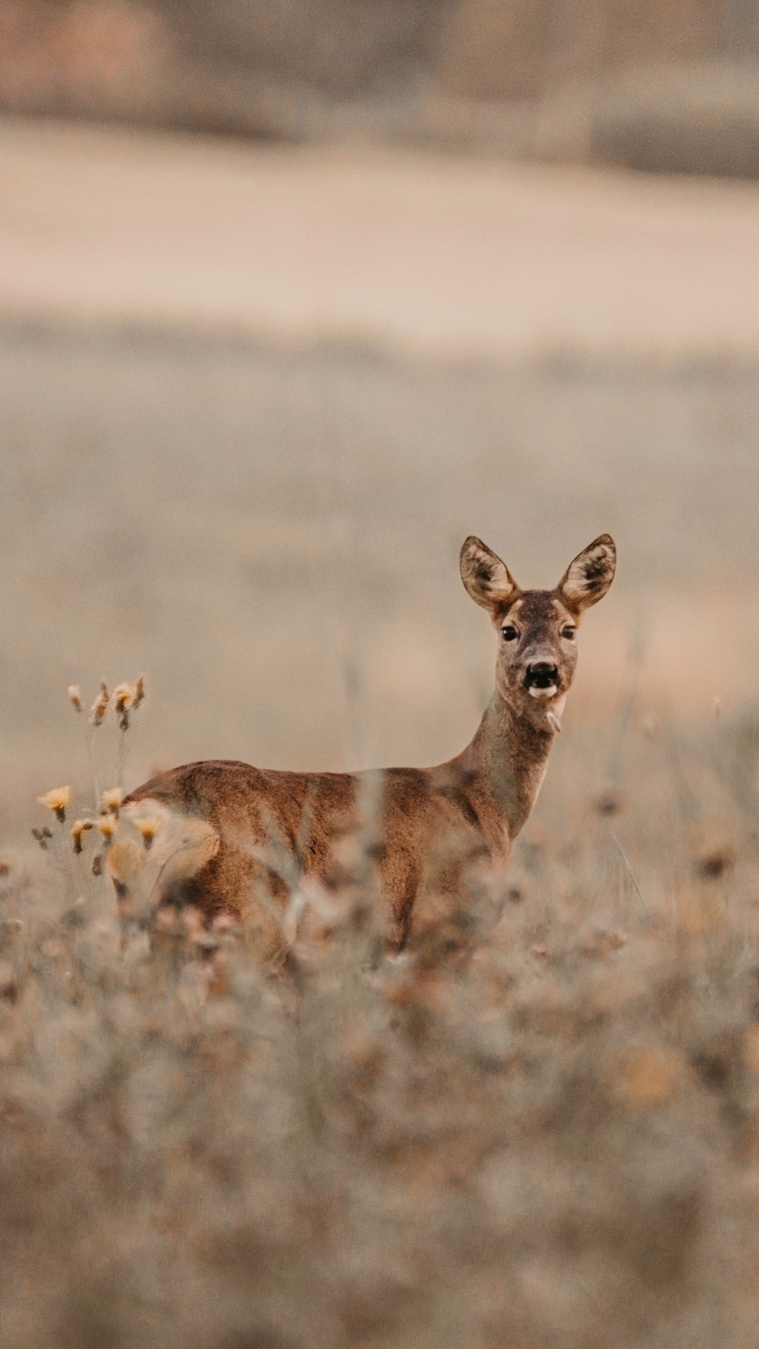 Brown Fox on Brown Field During Daytime. Wallpaper in 1080x1920 Resolution