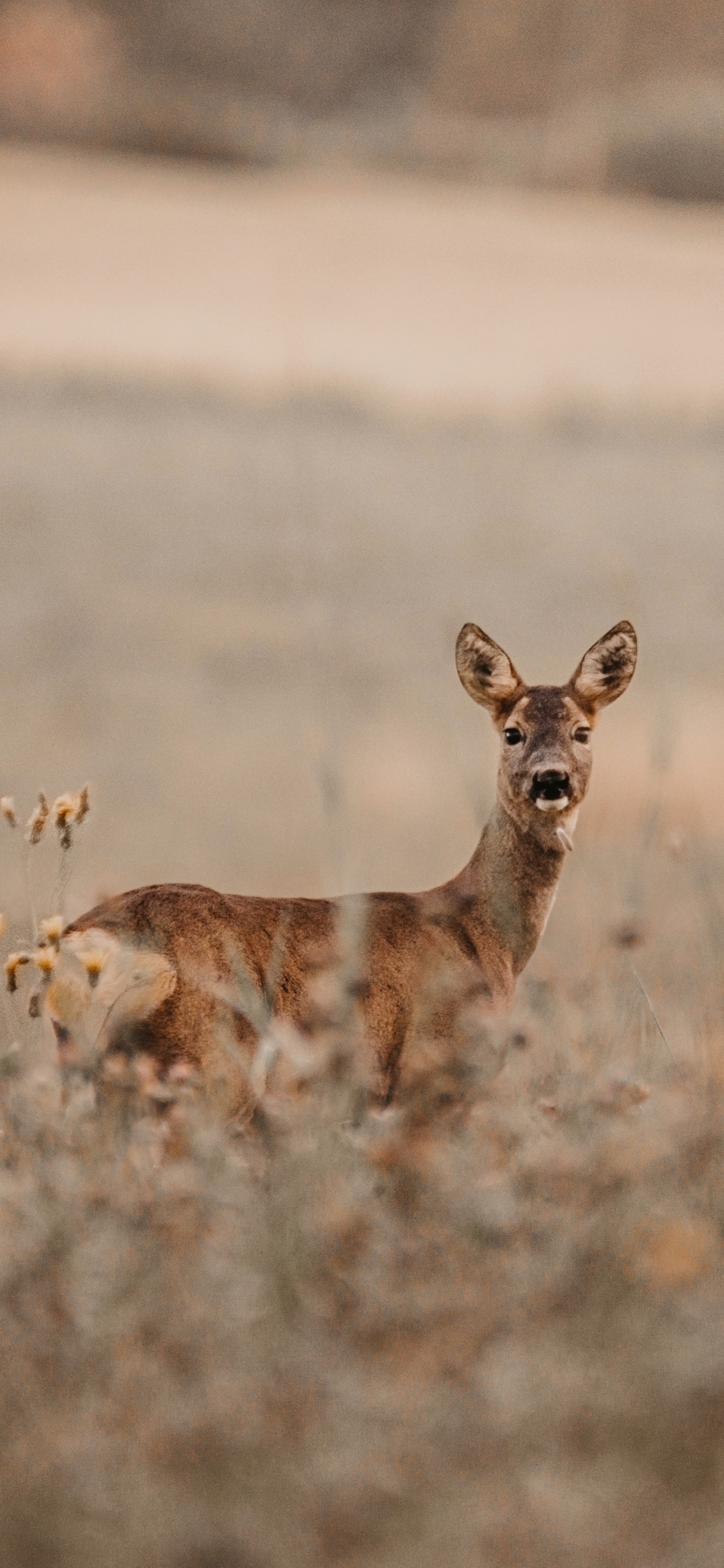 Brown Fox on Brown Field During Daytime. Wallpaper in 1242x2688 Resolution