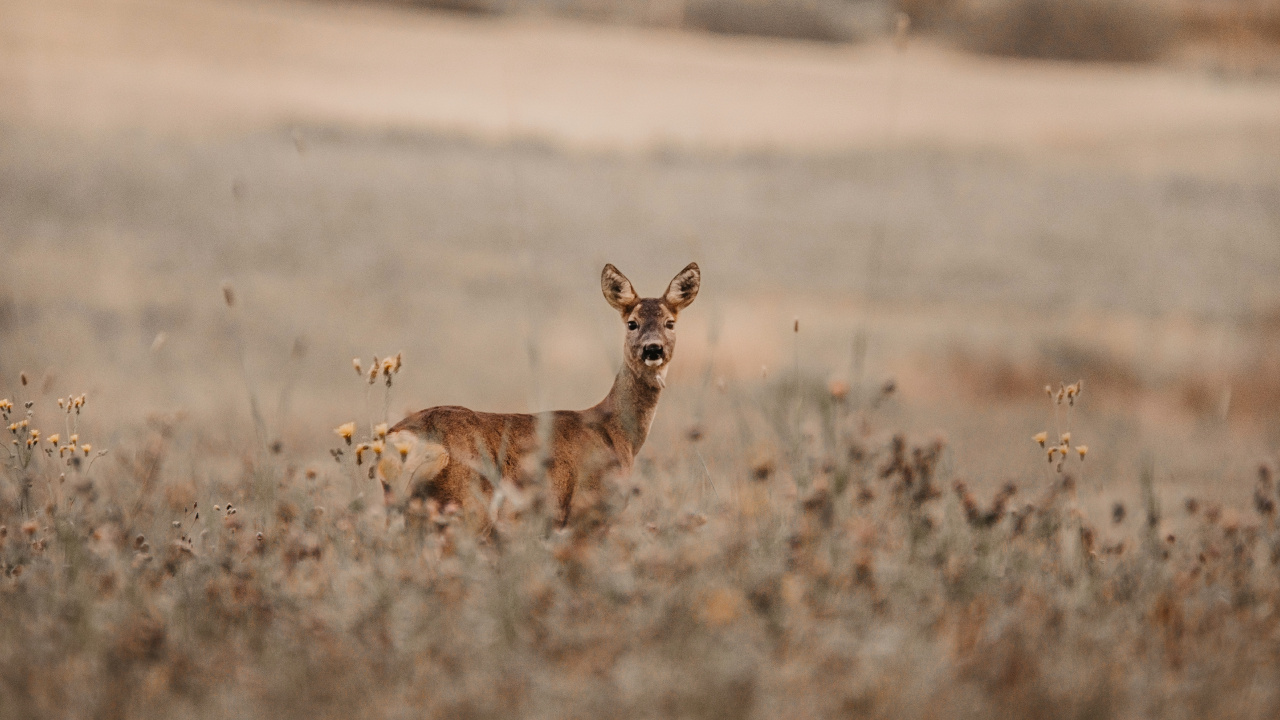 Brown Fox on Brown Field During Daytime. Wallpaper in 1280x720 Resolution