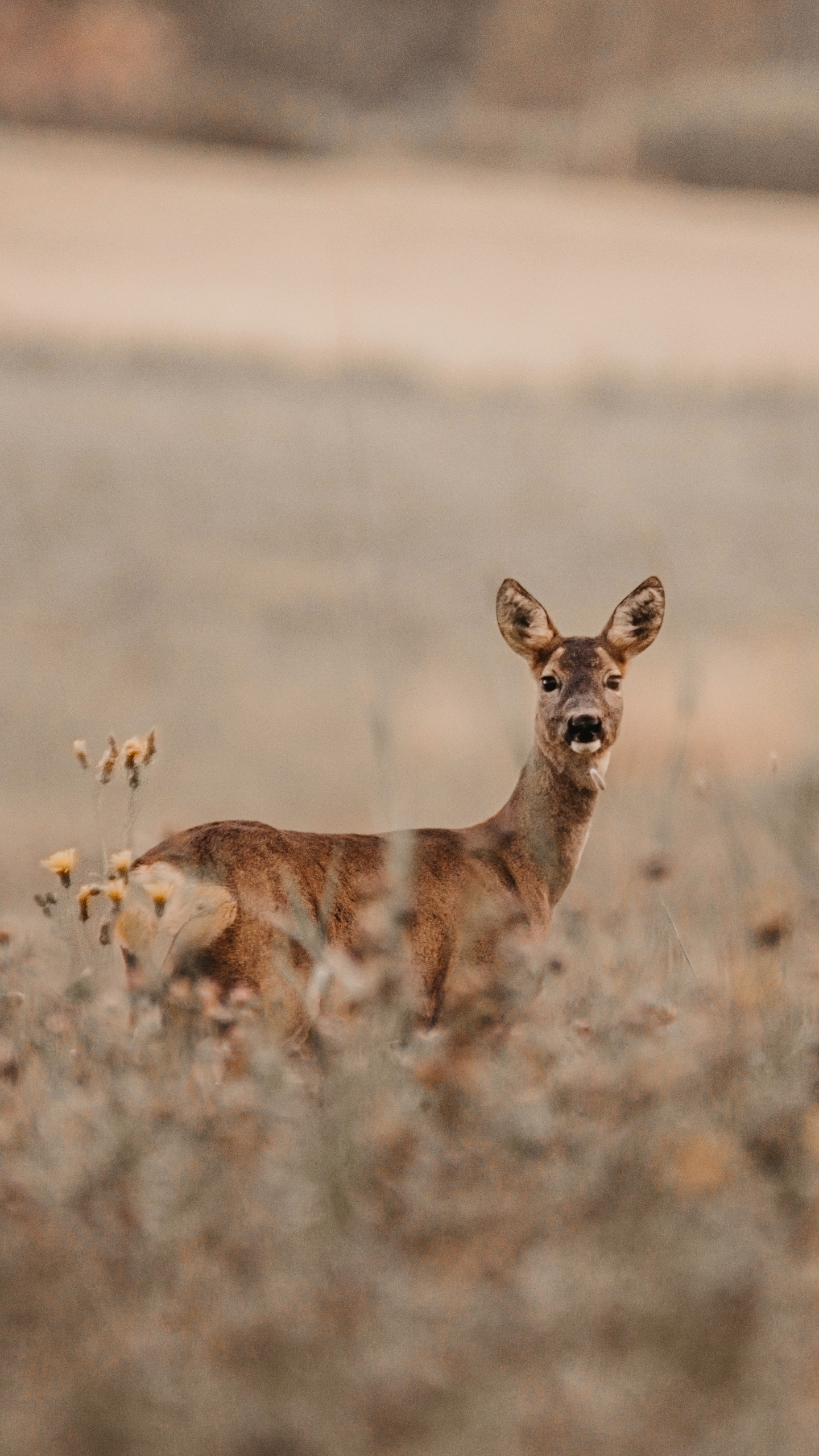 Brown Fox on Brown Field During Daytime. Wallpaper in 1440x2560 Resolution