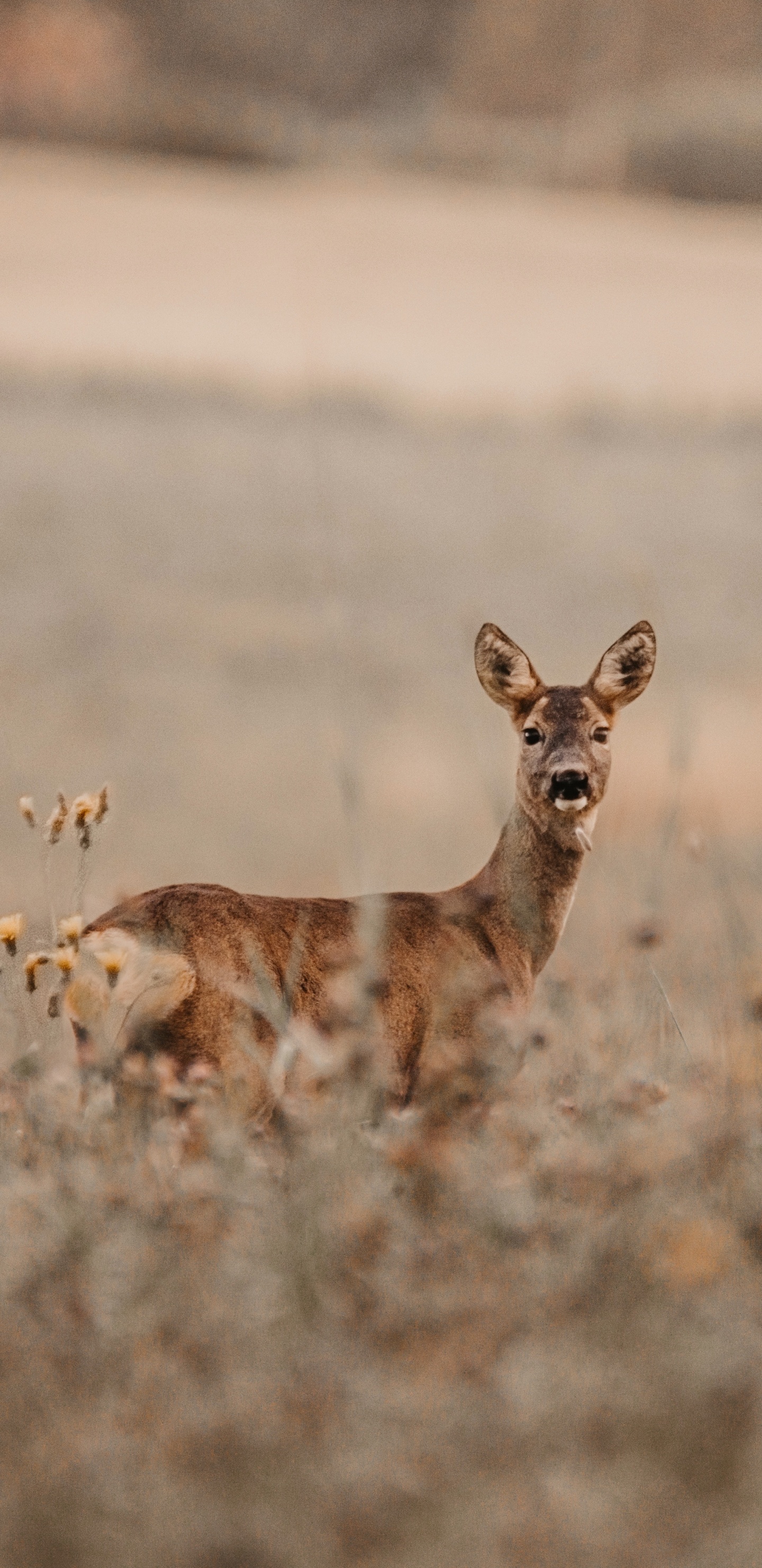 Brown Fox on Brown Field During Daytime. Wallpaper in 1440x2960 Resolution