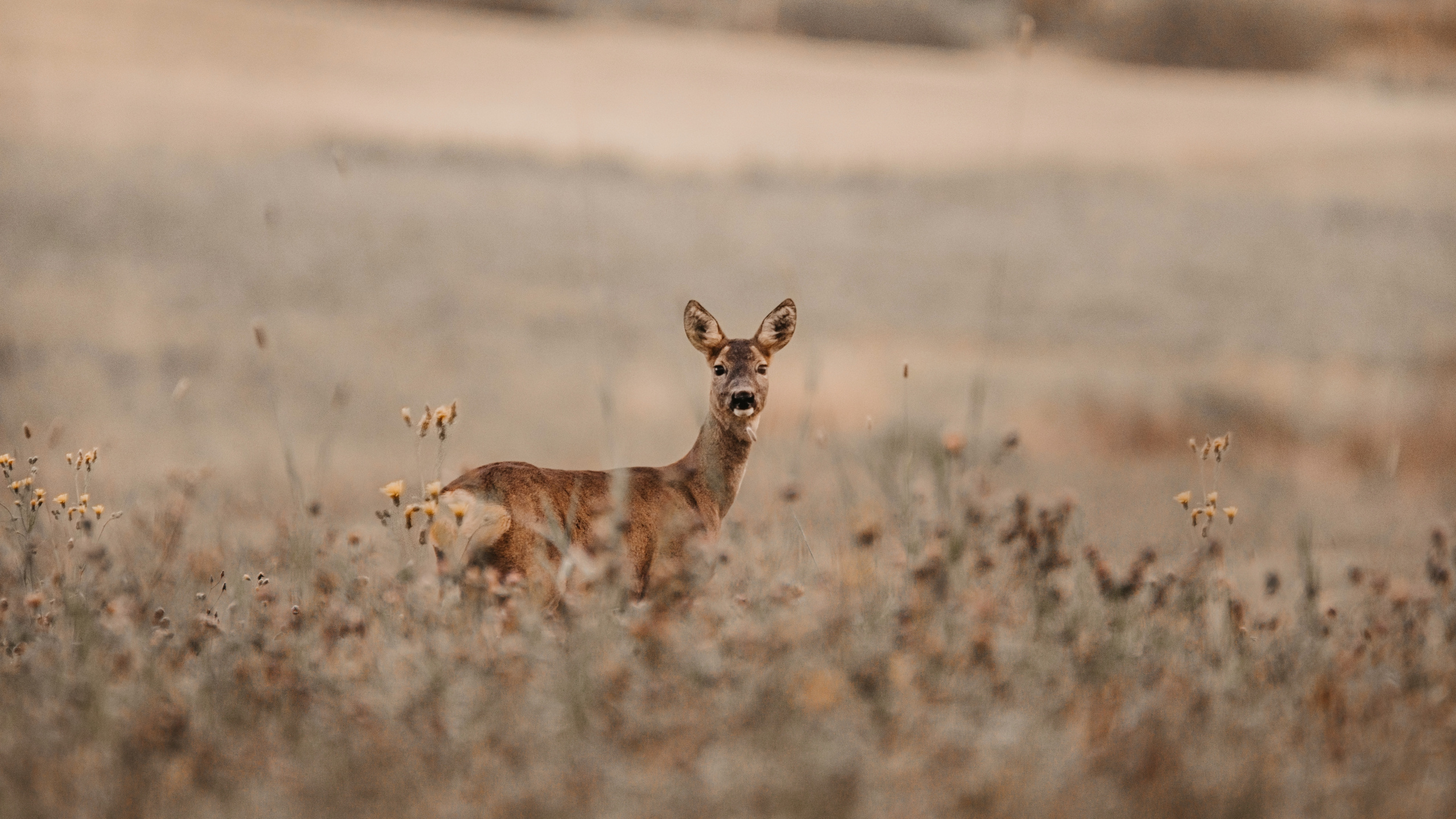 Brown Fox on Brown Field During Daytime. Wallpaper in 2560x1440 Resolution