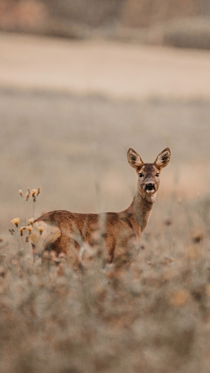 Brown Fox on Brown Field During Daytime. Wallpaper in 720x1280 Resolution