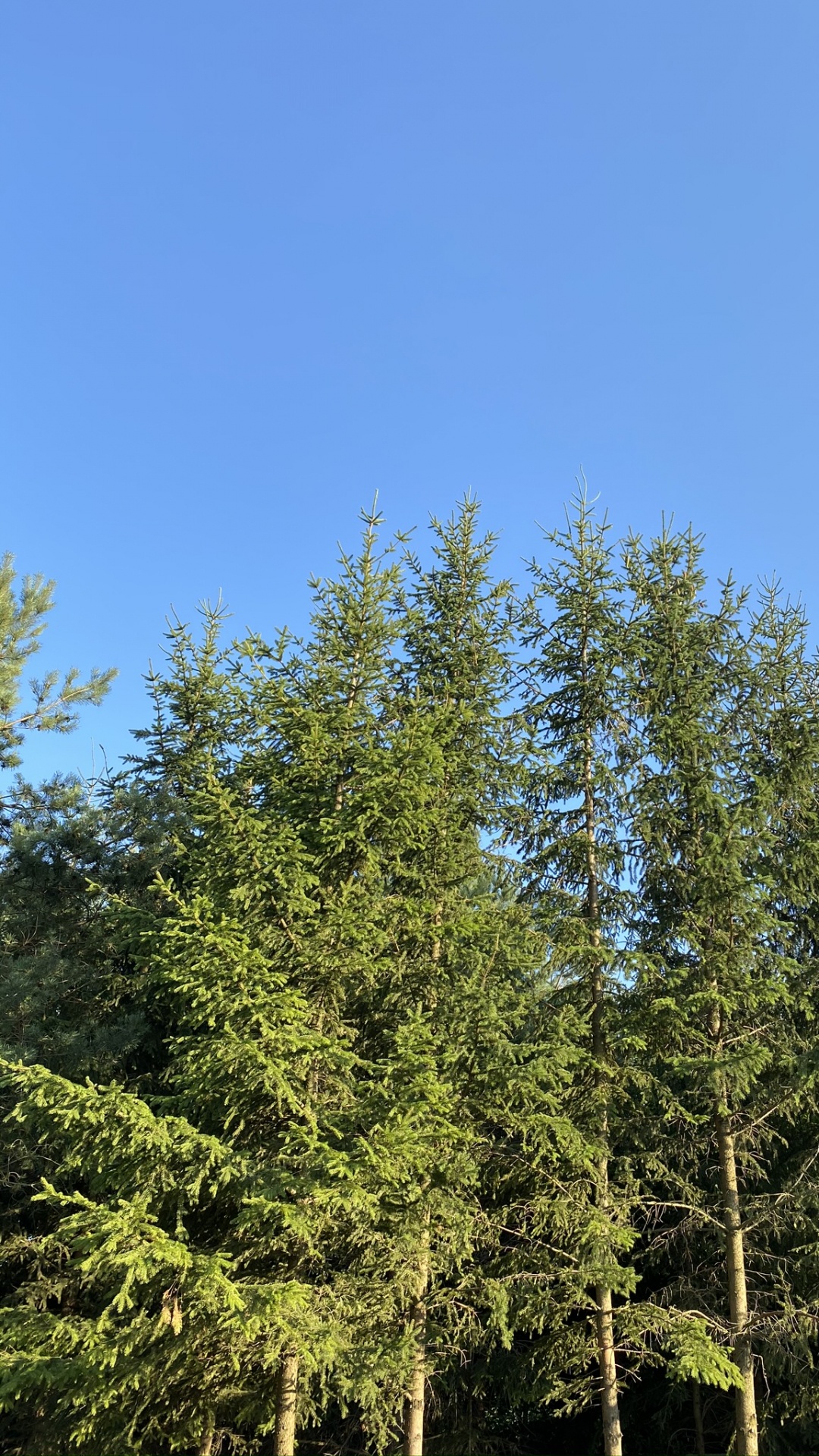 Vegetation, Branch, Woody Pflanze, Zweig, Biome. Wallpaper in 1080x1920 Resolution