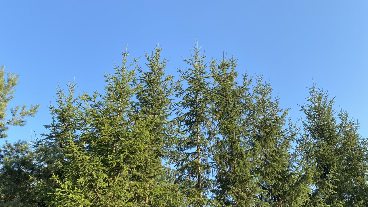 Vegetation, Branch, Woody Plant, Twig, Biome. Wallpaper in 1280x720 Resolution