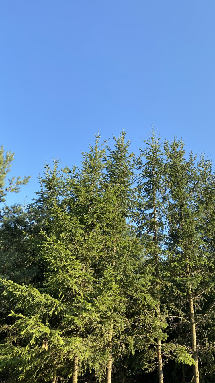 Vegetation, Branch, Woody Plant, Twig, Biome. Wallpaper in 750x1334 Resolution