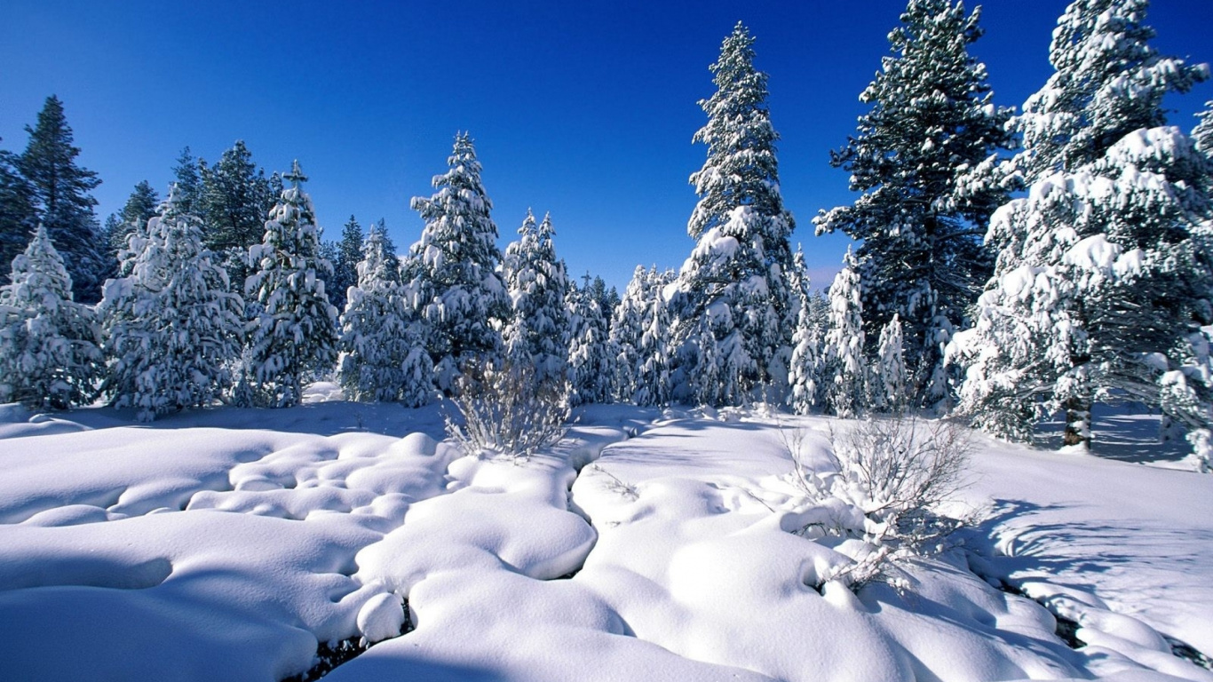 Snow Covered Trees Under Blue Sky During Daytime. Wallpaper in 1366x768 Resolution