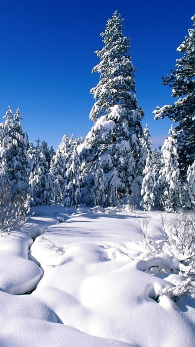 Snow Covered Trees Under Blue Sky During Daytime. Wallpaper in 750x1334 Resolution