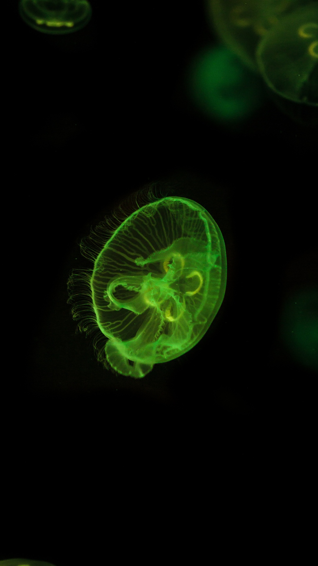 Green and White Jelly Fish. Wallpaper in 1080x1920 Resolution