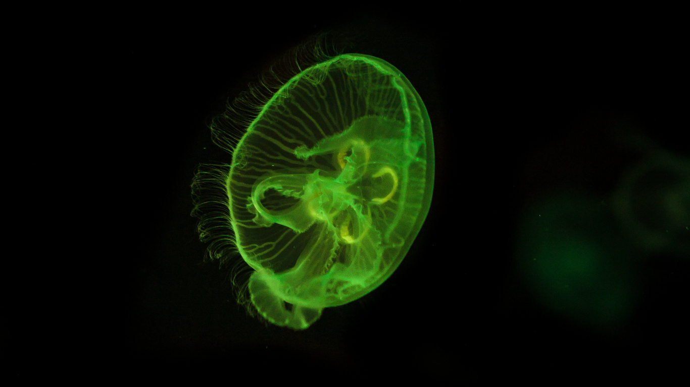 Green and White Jelly Fish. Wallpaper in 1366x768 Resolution