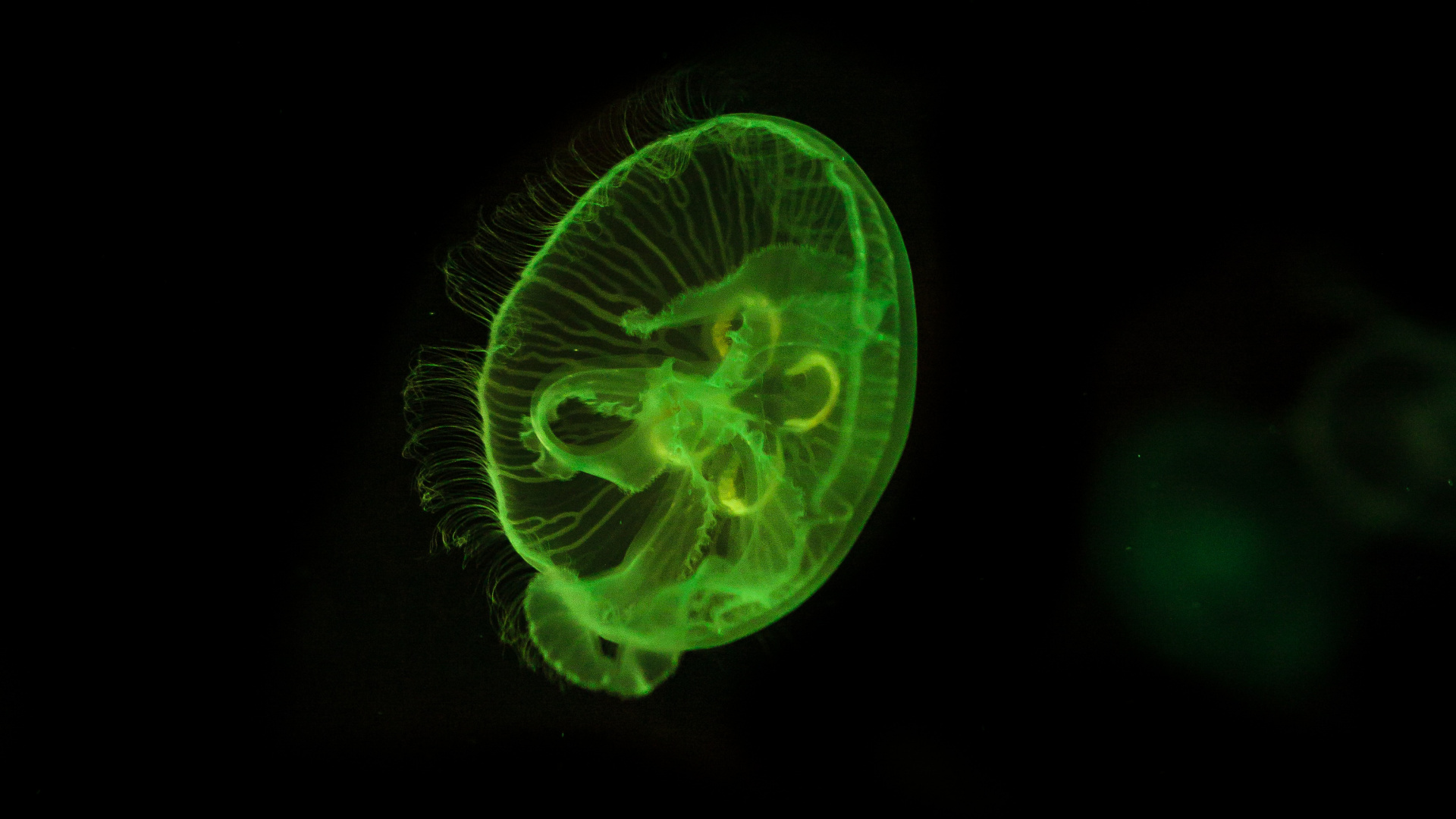 Green and White Jelly Fish. Wallpaper in 1920x1080 Resolution