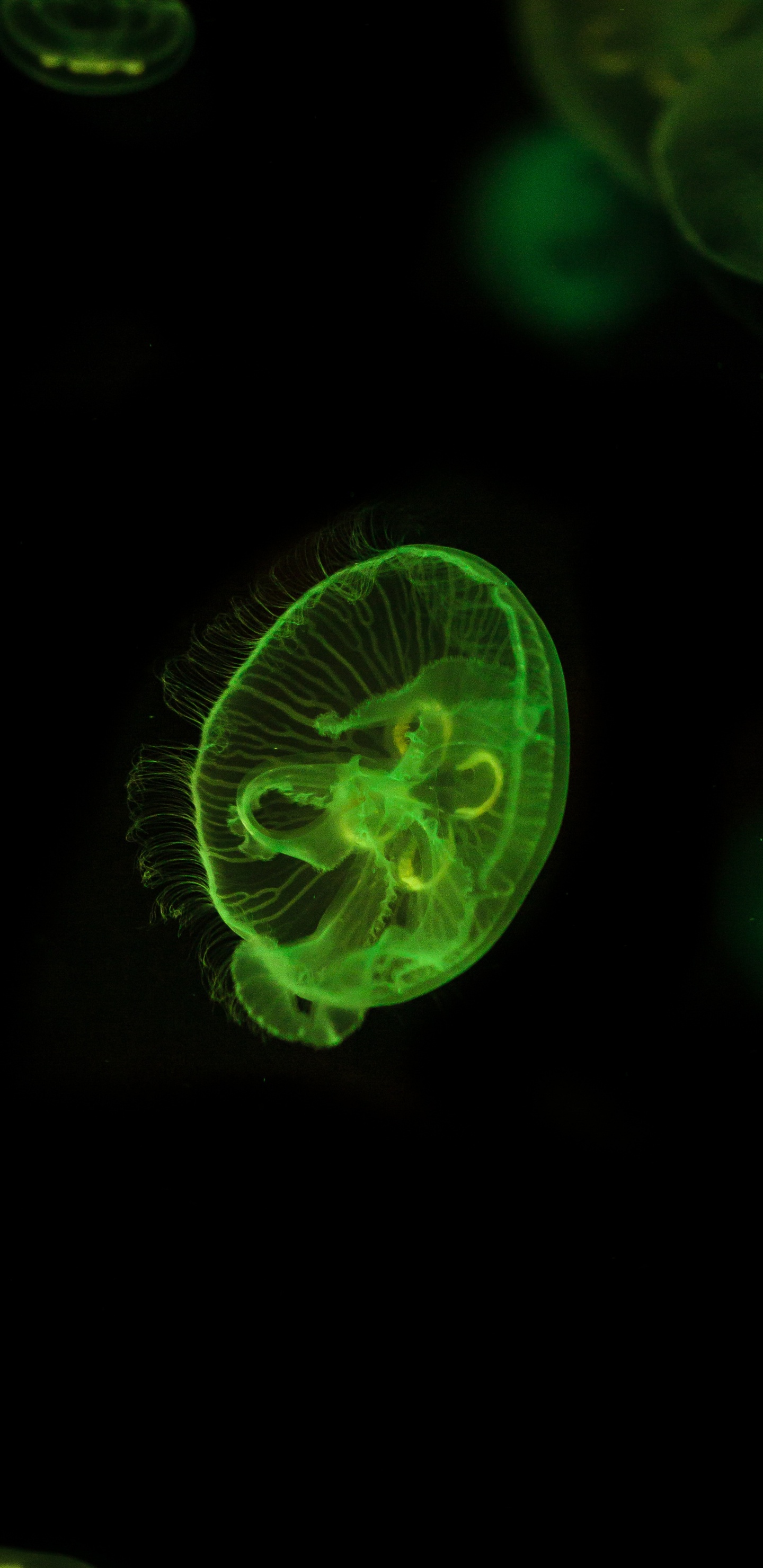 Medusas Verdes y Blancas. Wallpaper in 1440x2960 Resolution