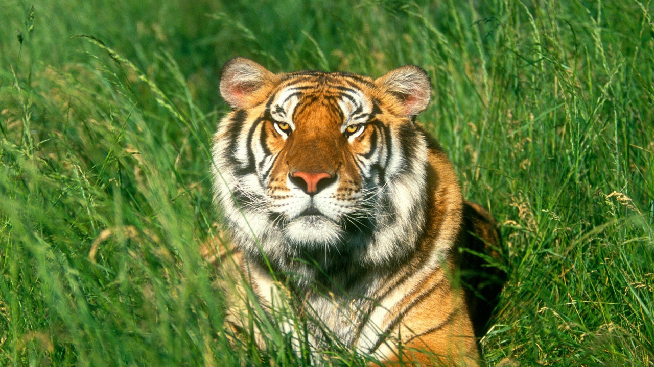 Tiger Lying on Green Grass During Daytime. Wallpaper in 1280x720 Resolution