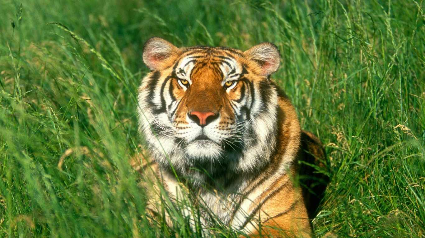 Tiger Lying on Green Grass During Daytime. Wallpaper in 1366x768 Resolution