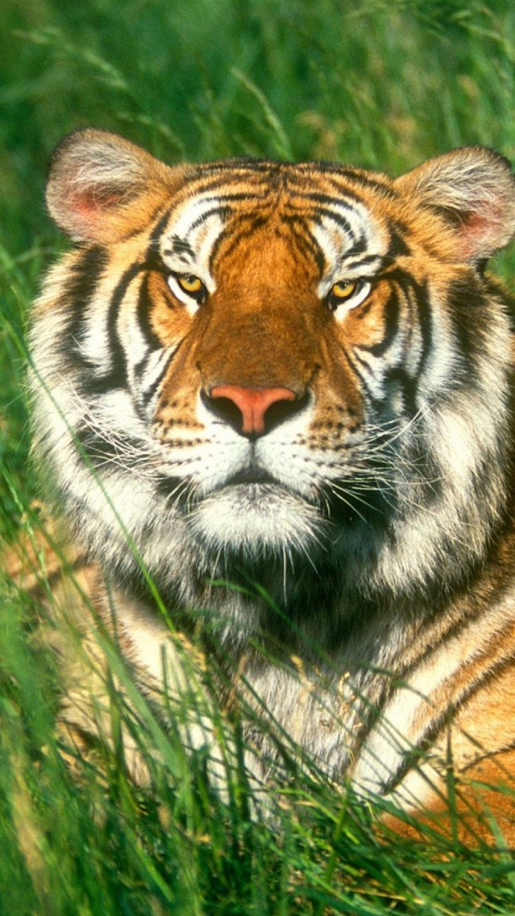 Tigre Allongé Sur L'herbe Verte Pendant la Journée. Wallpaper in 750x1334 Resolution