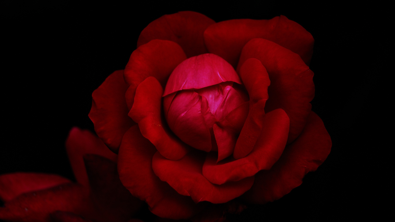 Las Rosas de Jardín, Jardin, Híbrido de té de Rosa, Ramo de Flores, Negro. Wallpaper in 1366x768 Resolution