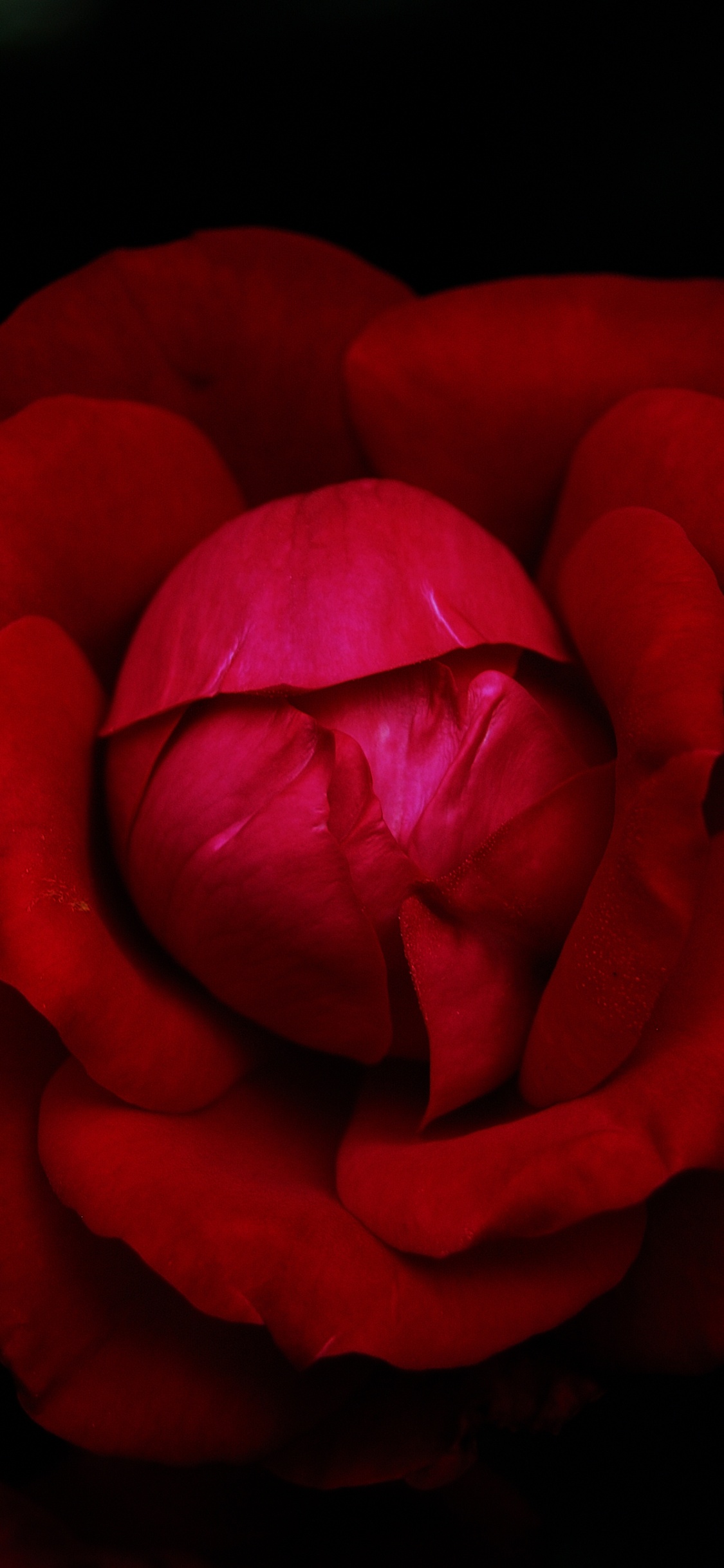 Les Roses de Jardin, Garden, Hybride de Thé à la Rose, Bouquet de Fleurs, Noir. Wallpaper in 1125x2436 Resolution