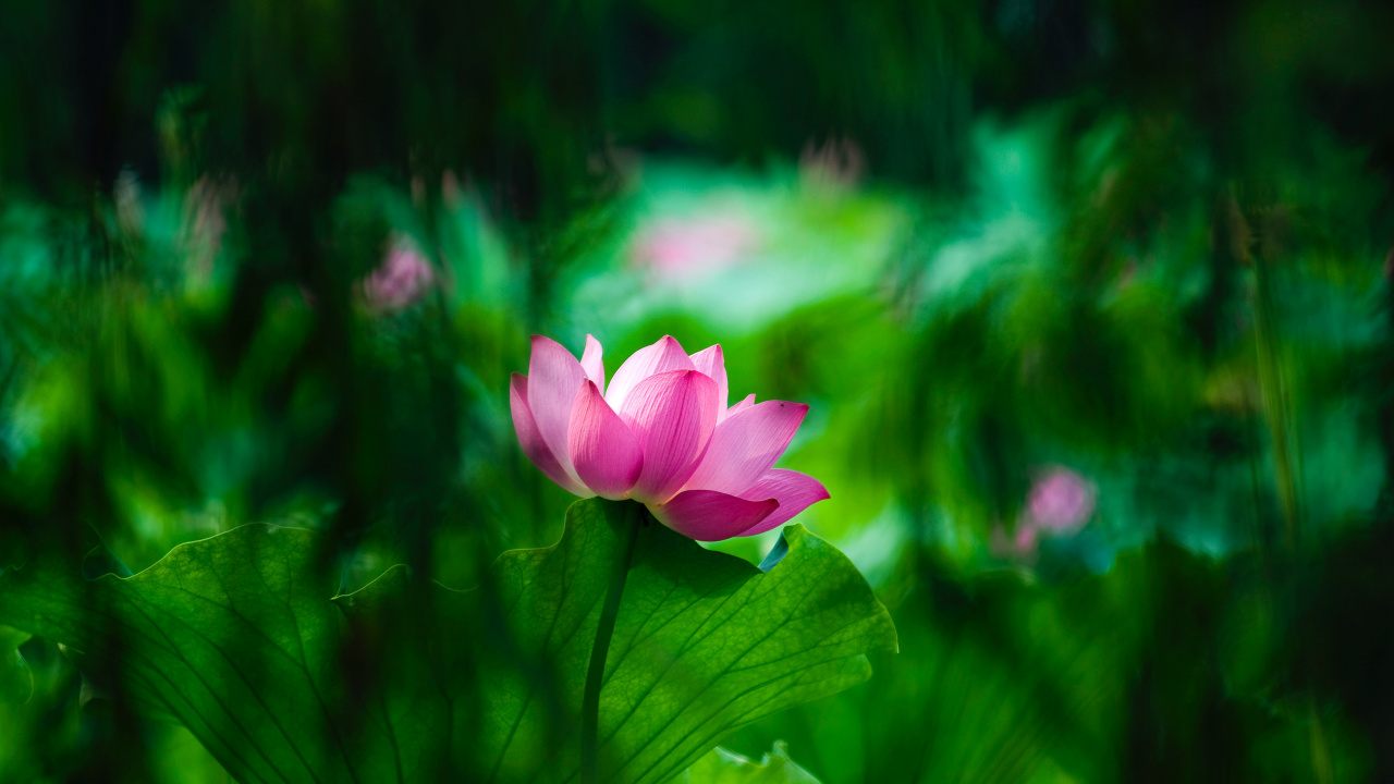 Pink Flower in Tilt Shift Lens. Wallpaper in 1280x720 Resolution