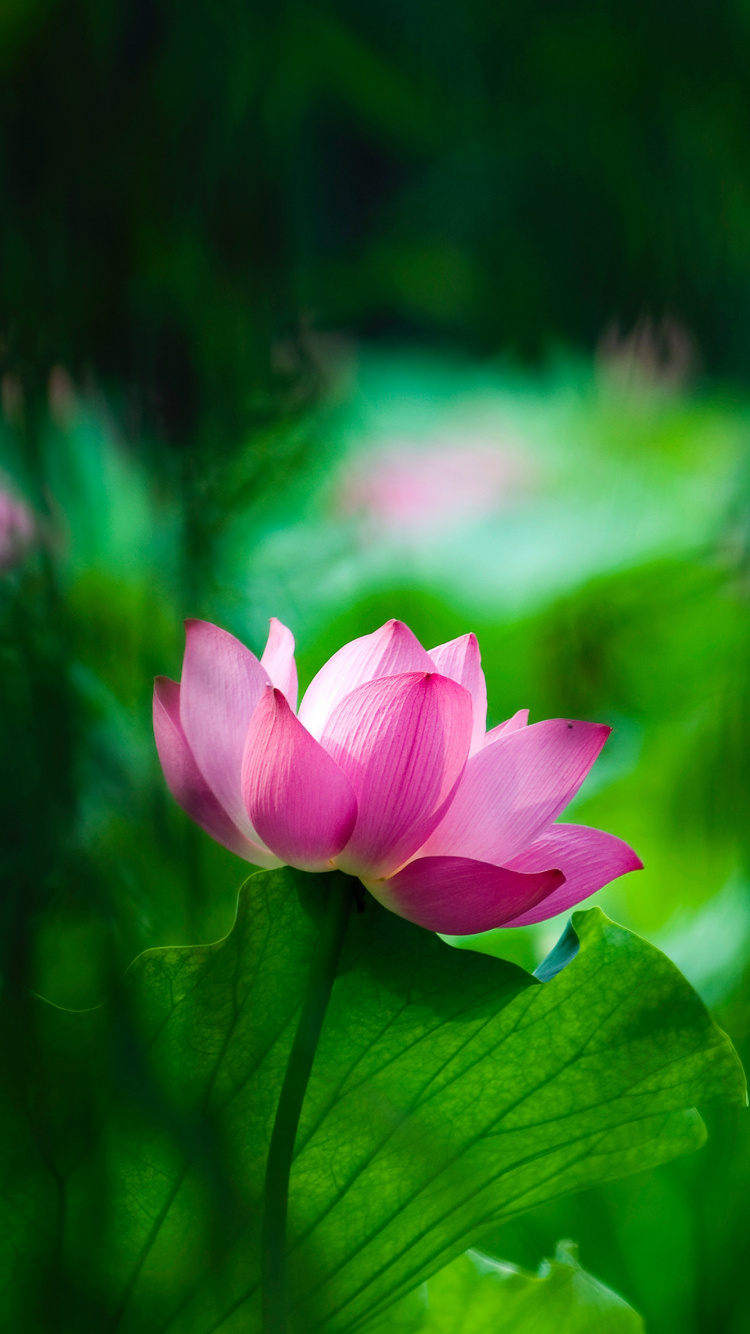 Pink Flower in Tilt Shift Lens. Wallpaper in 750x1334 Resolution