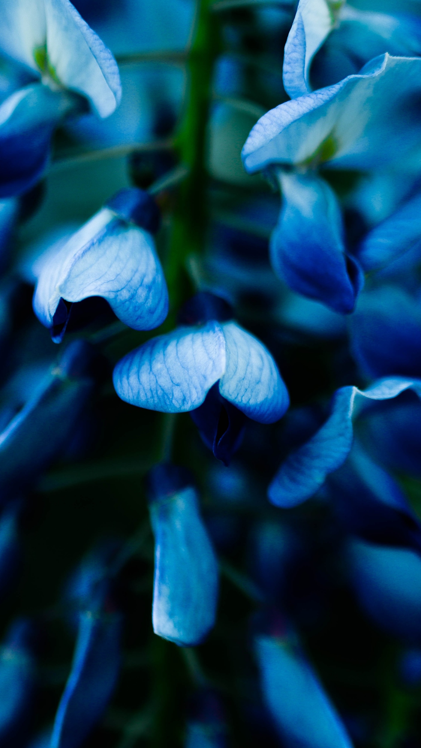 Flores Azules en Lente de Cambio de Inclinación. Wallpaper in 1440x2560 Resolution
