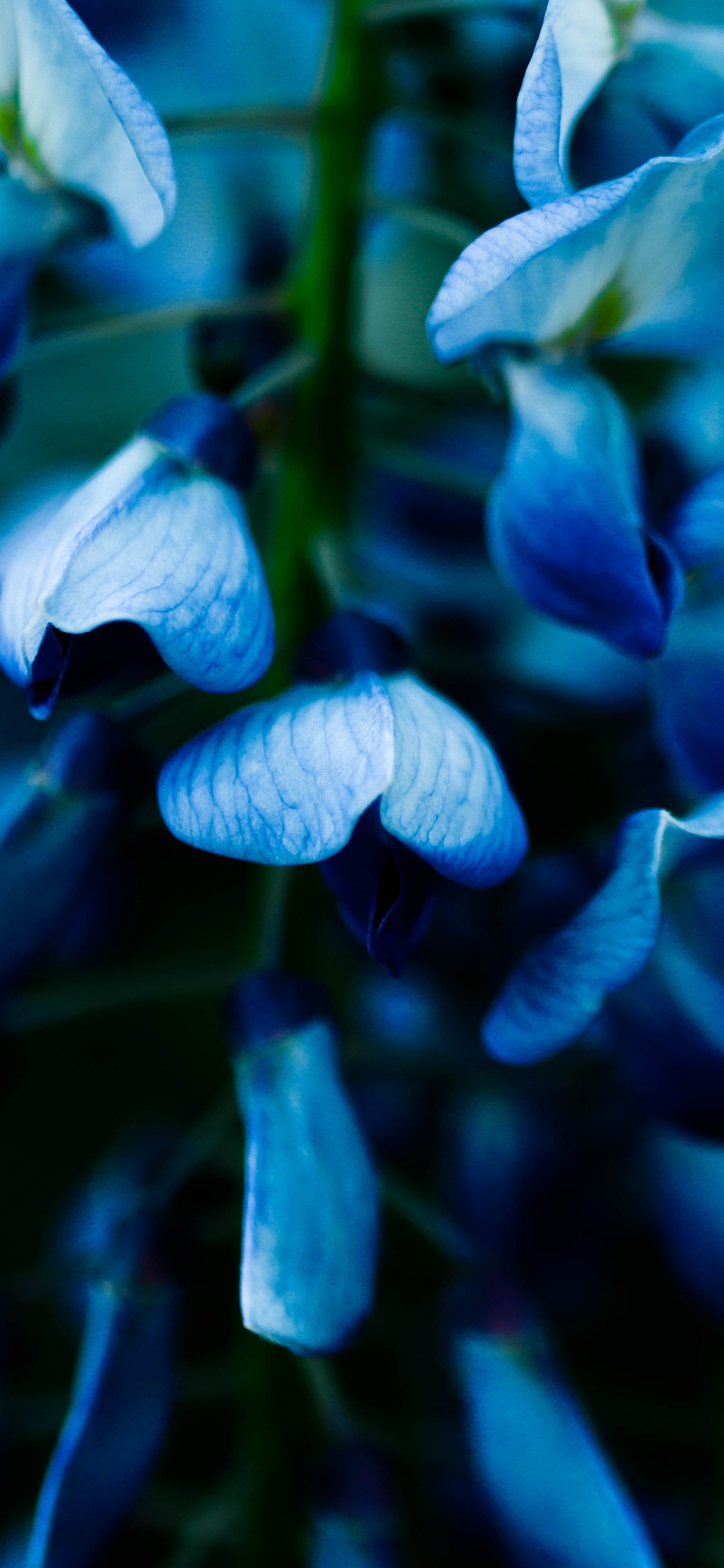 Fleurs Bleues Dans L'objectif à Basculement. Wallpaper in 1125x2436 Resolution