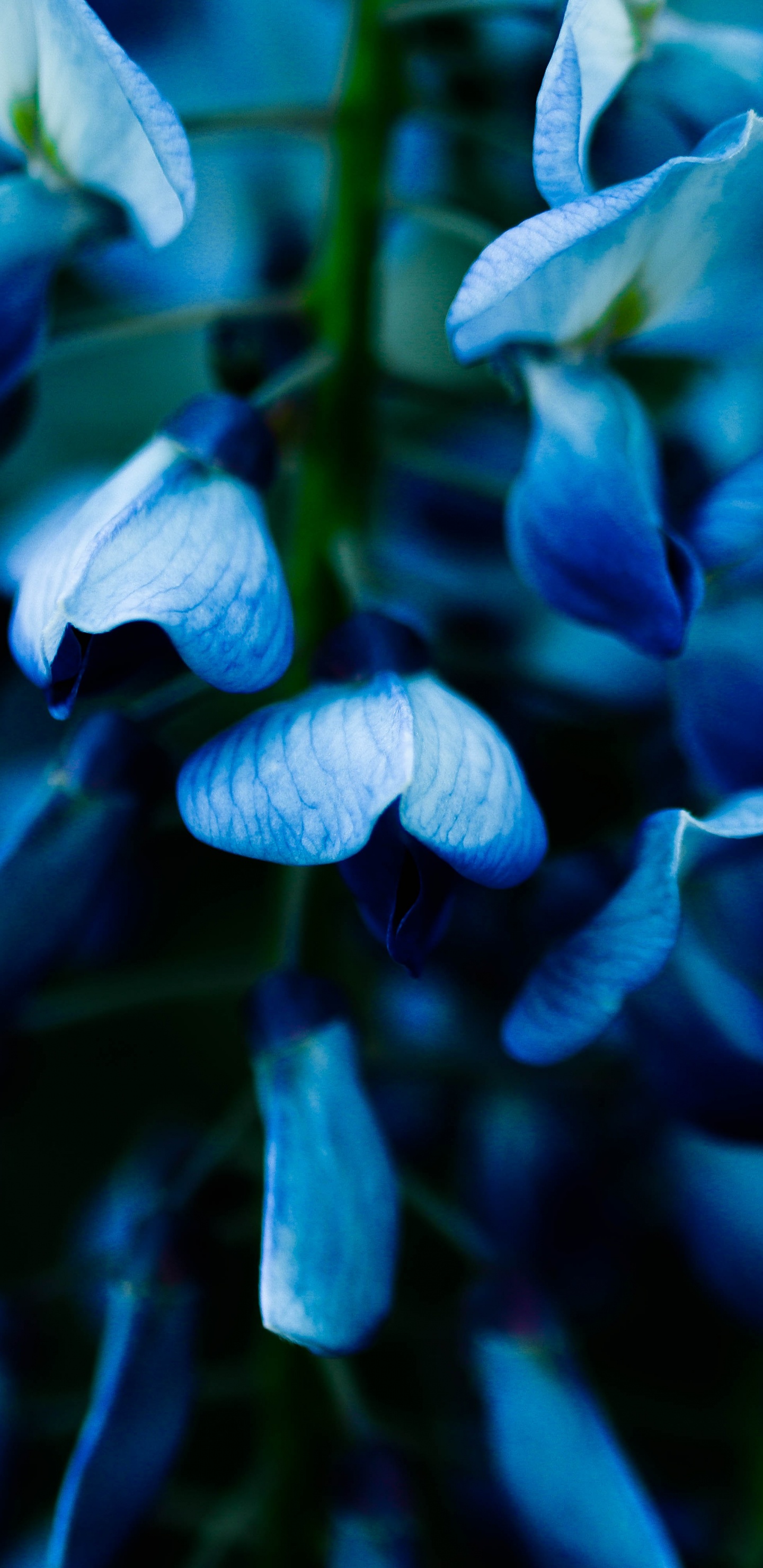Fleurs Bleues Dans L'objectif à Basculement. Wallpaper in 1440x2960 Resolution
