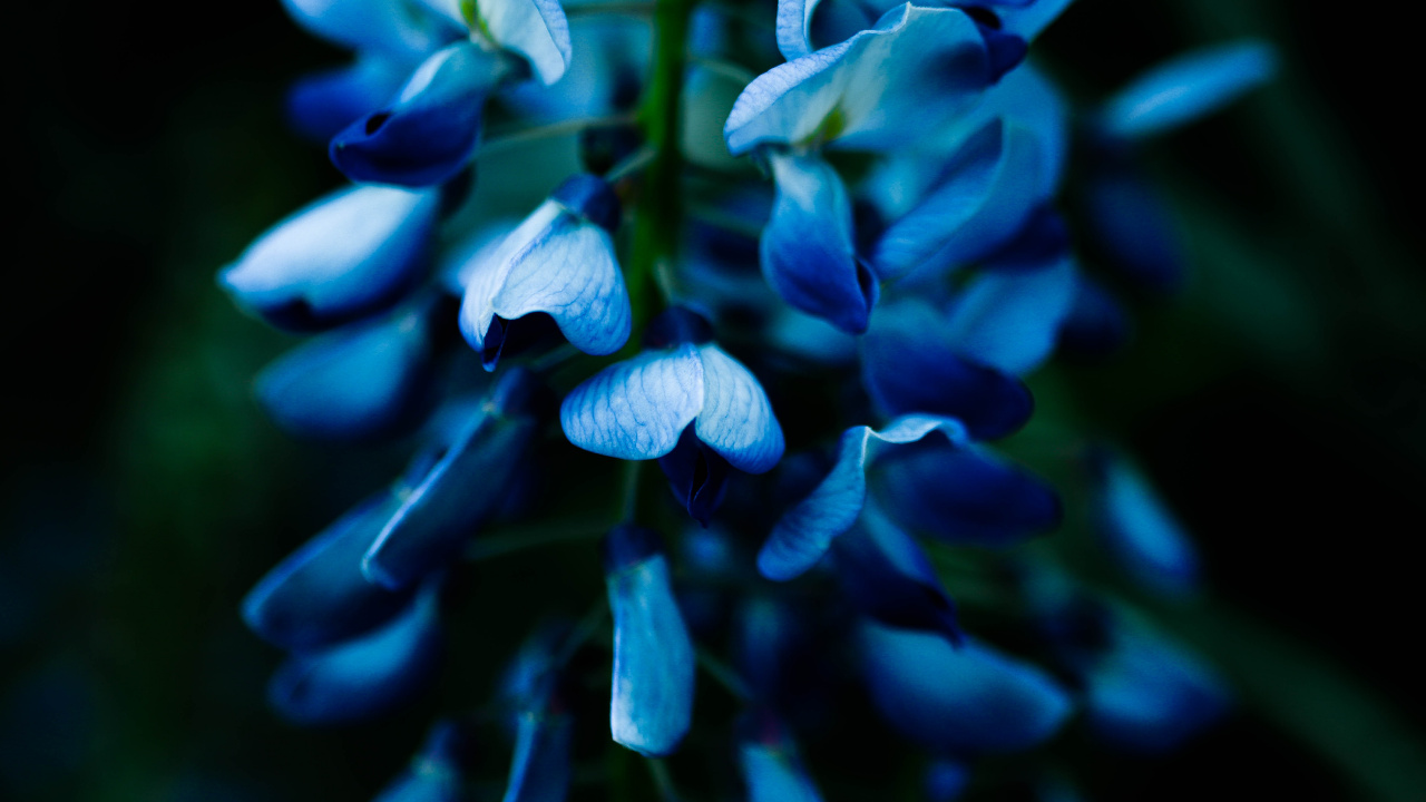 Blaue Blumen in Tilt-Shift-Linse. Wallpaper in 1280x720 Resolution