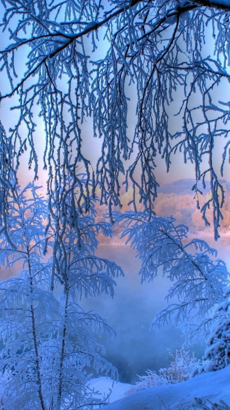 Peinture Arbre Blanc et Noir. Wallpaper in 750x1334 Resolution