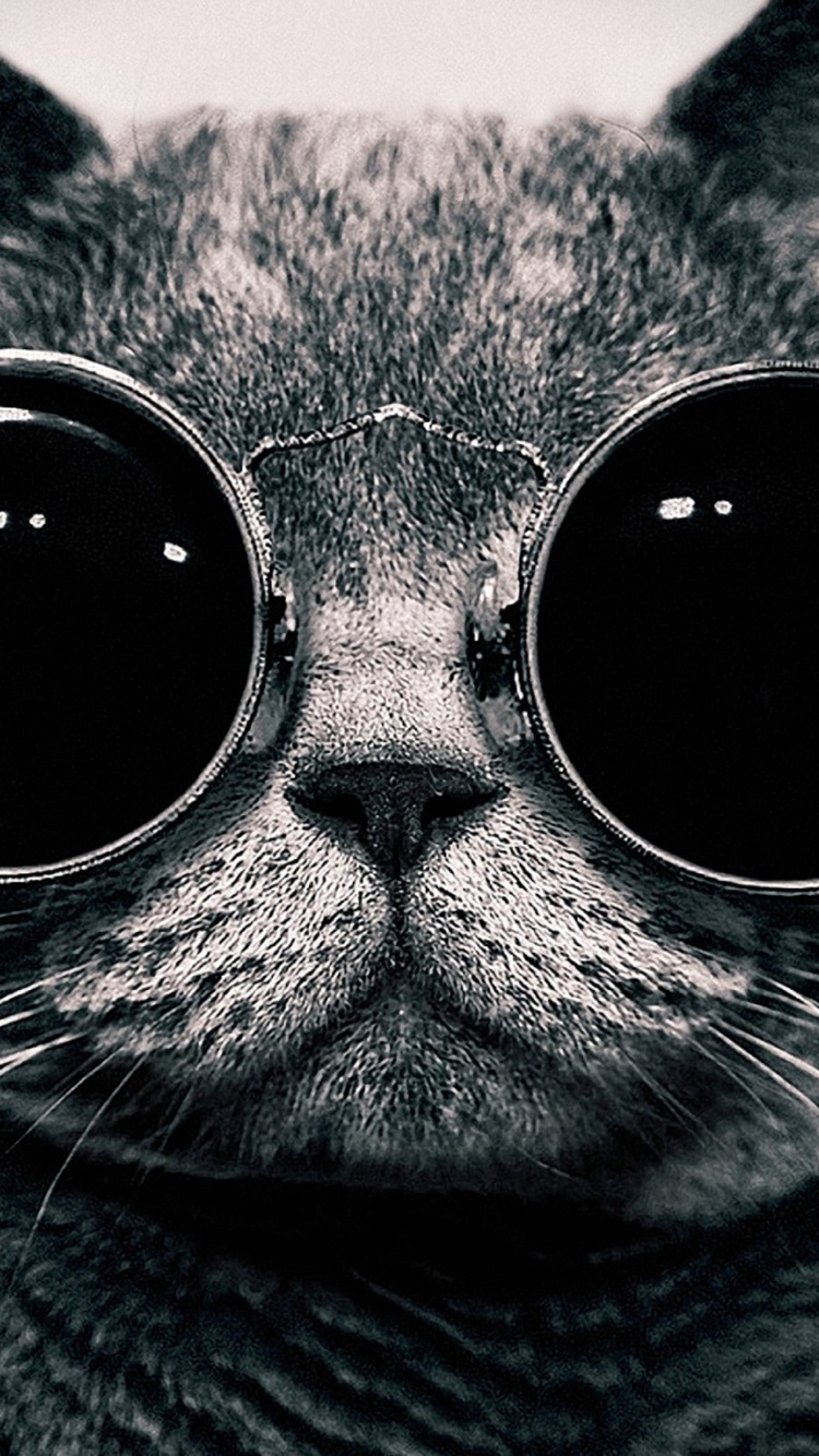 Gato Atigrado Plateado Con Gafas de Sol Negras. Wallpaper in 750x1334 Resolution