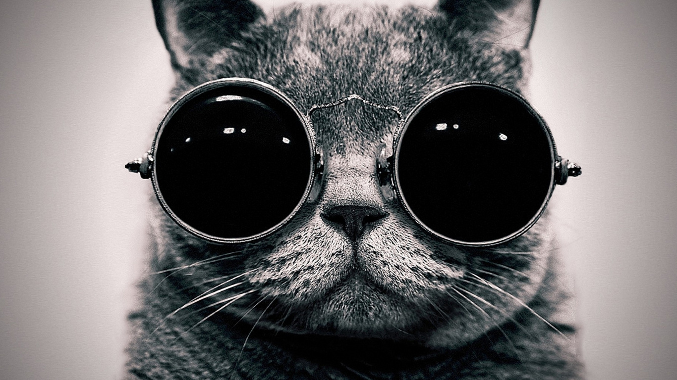 Silver Tabby Cat Wearing Black Sunglasses. Wallpaper in 1366x768 Resolution