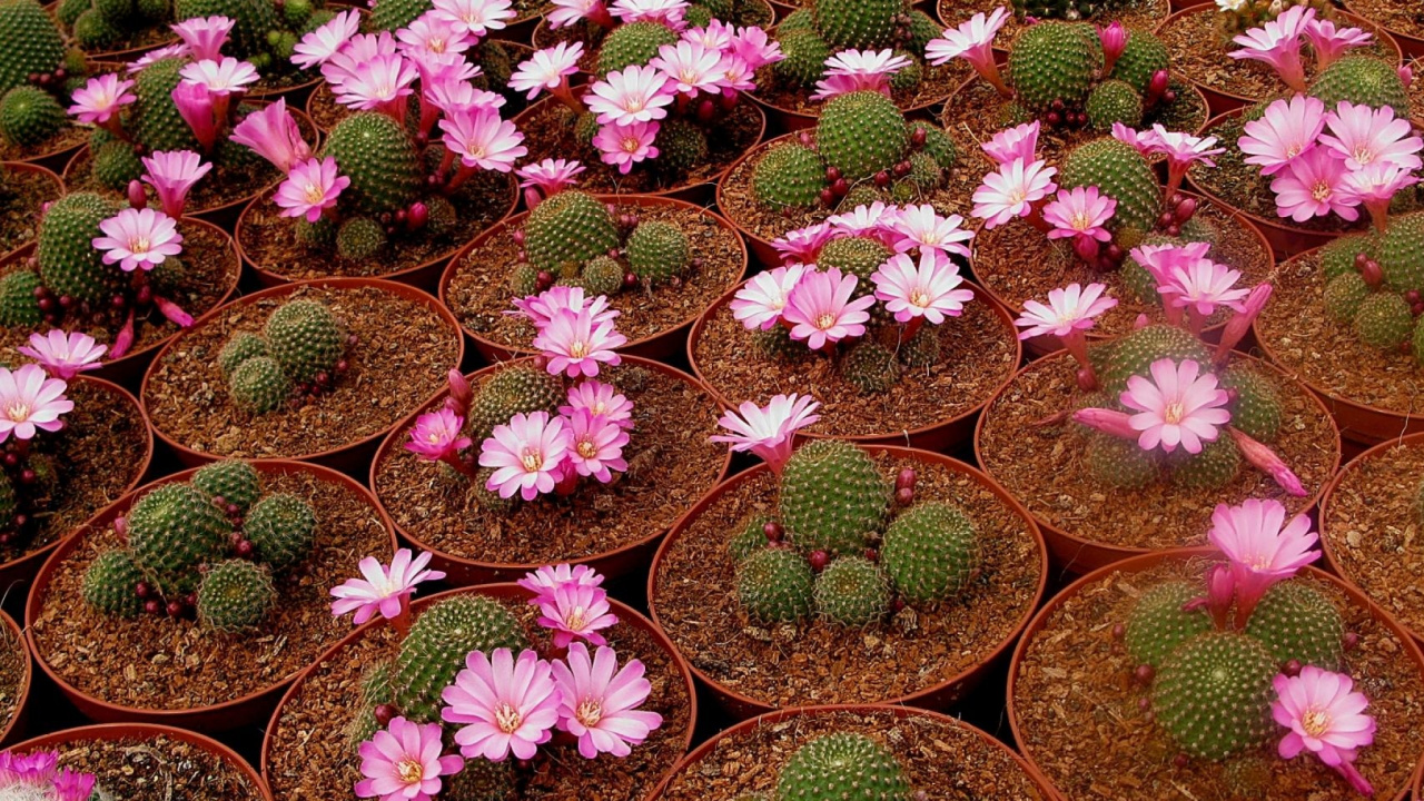 Pink and Green Flower Lot. Wallpaper in 1280x720 Resolution