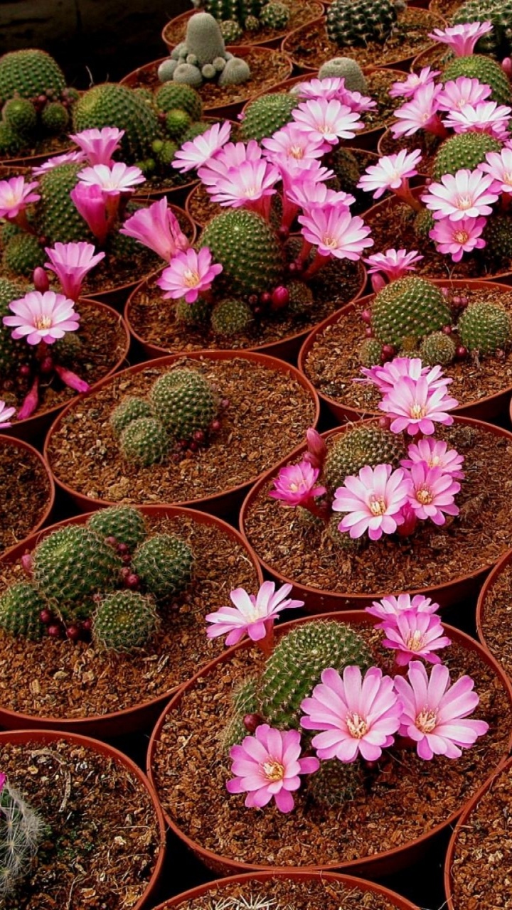 Pink and Green Flower Lot. Wallpaper in 720x1280 Resolution