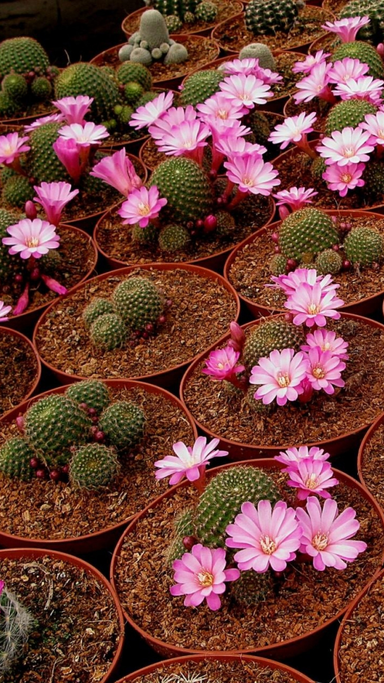 Pink and Green Flower Lot. Wallpaper in 750x1334 Resolution