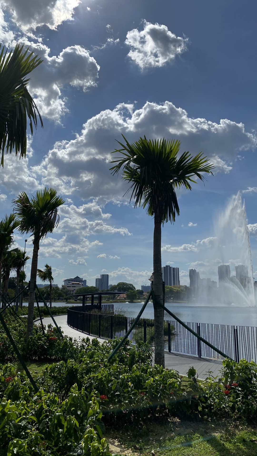 Palm Trees, Water, Cloud, Tree, Woody Plant. Wallpaper in 1080x1920 Resolution